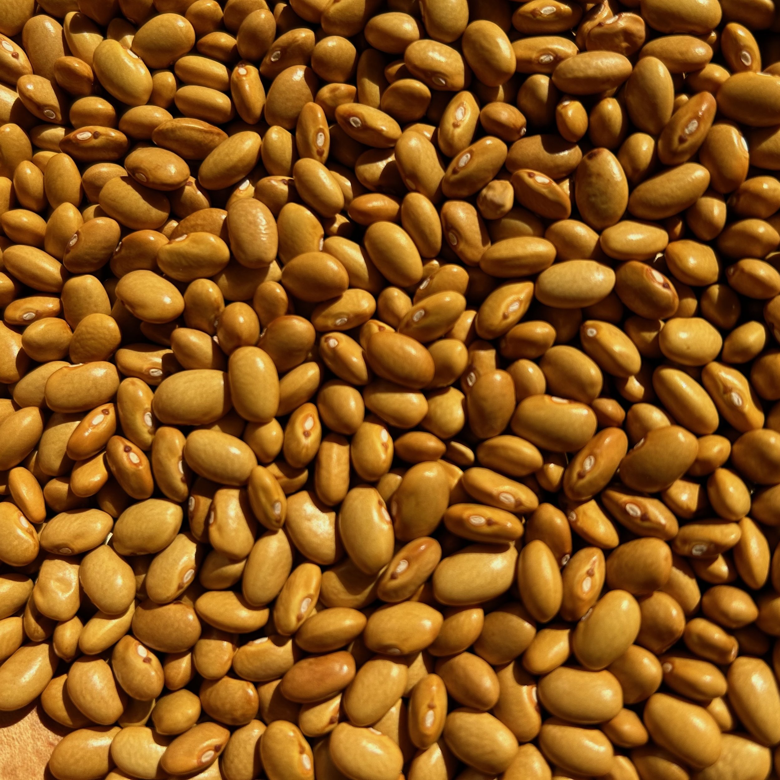 Dry Bean Harvest 2024