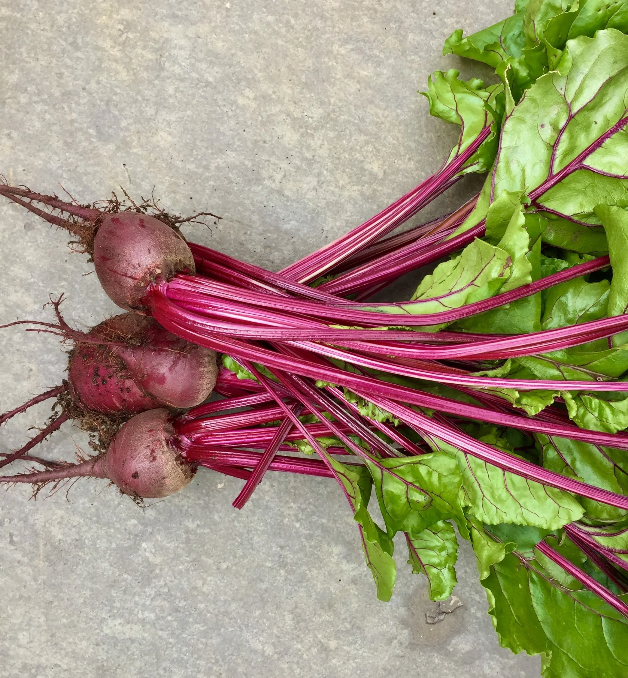 Planting My Winter Garden: Beets