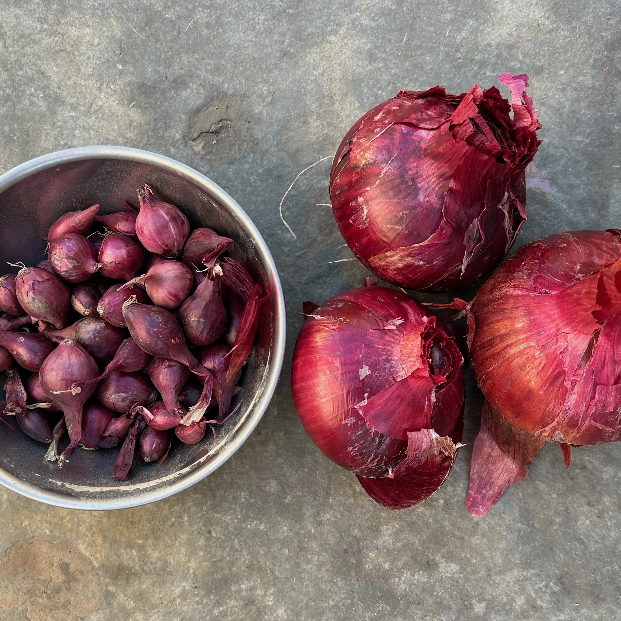 Growing Onions from Sets