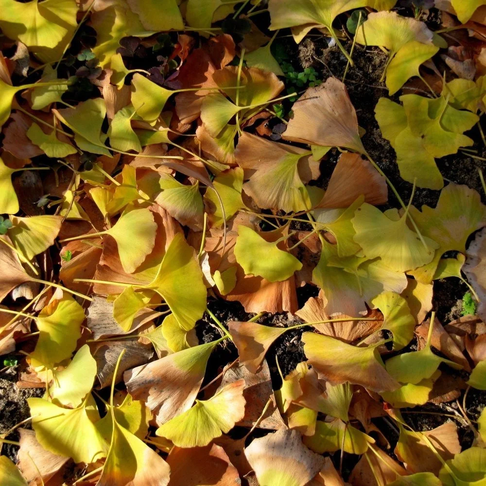 Leaves the Leaves: Winter Habitat Protection