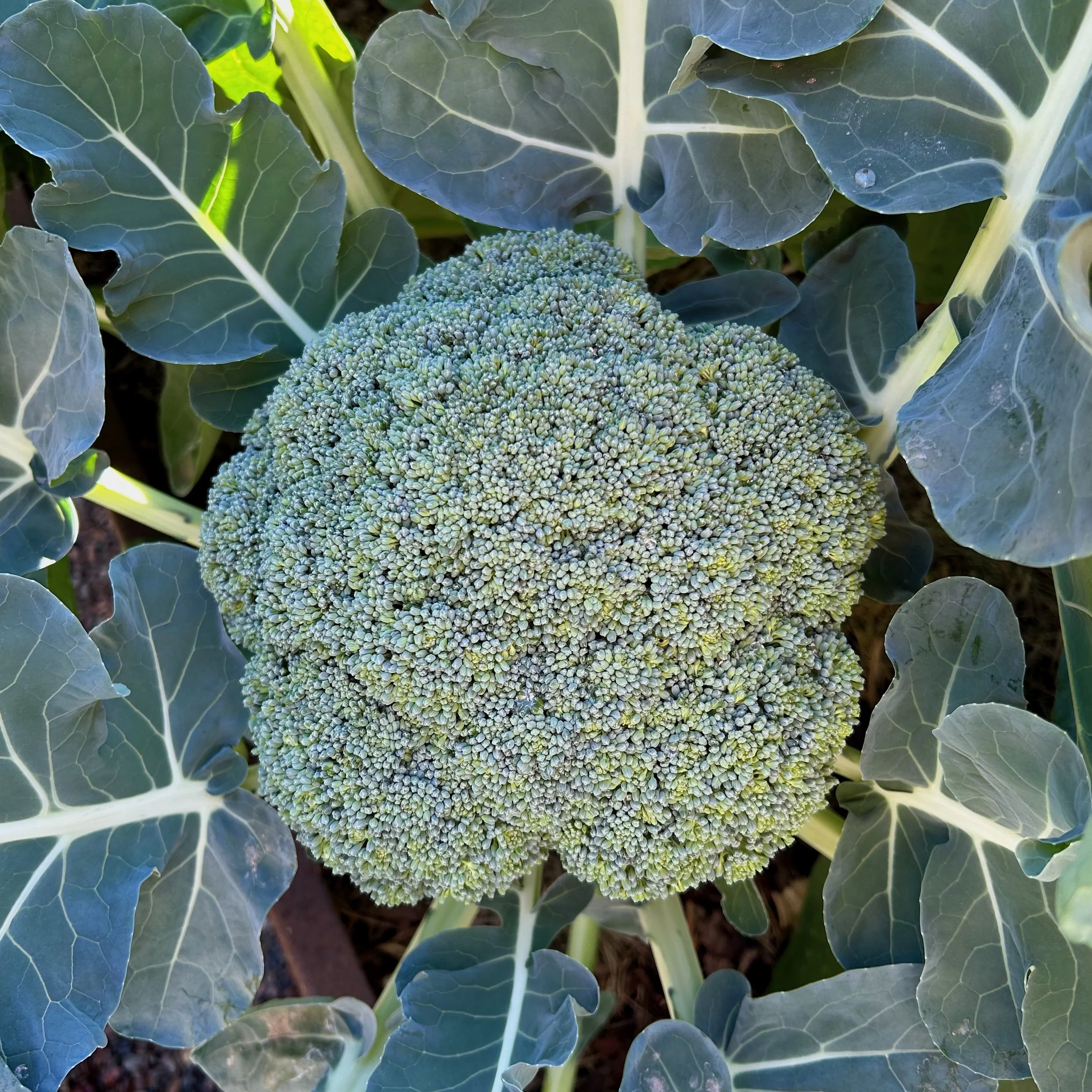 In My San Diego Garden and Kitchen