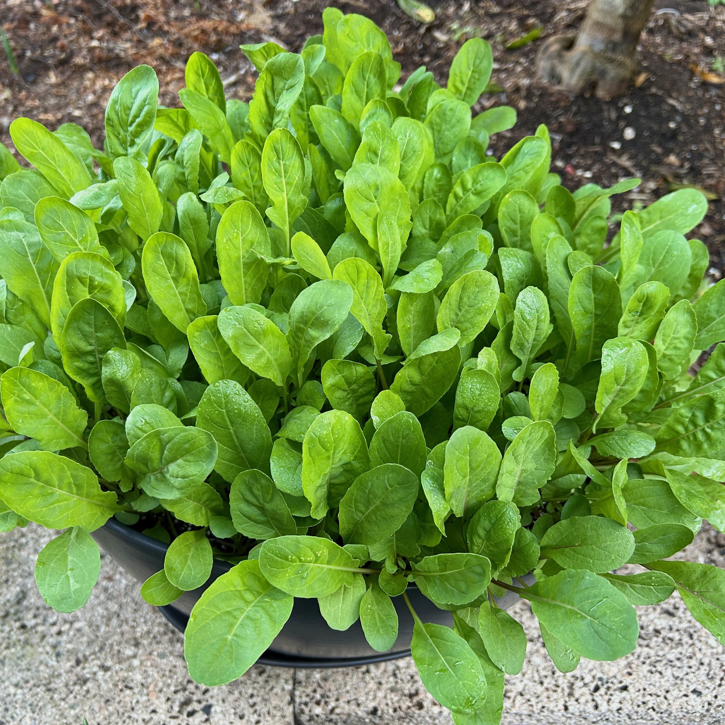 In My San Diego Garden and Kitchen