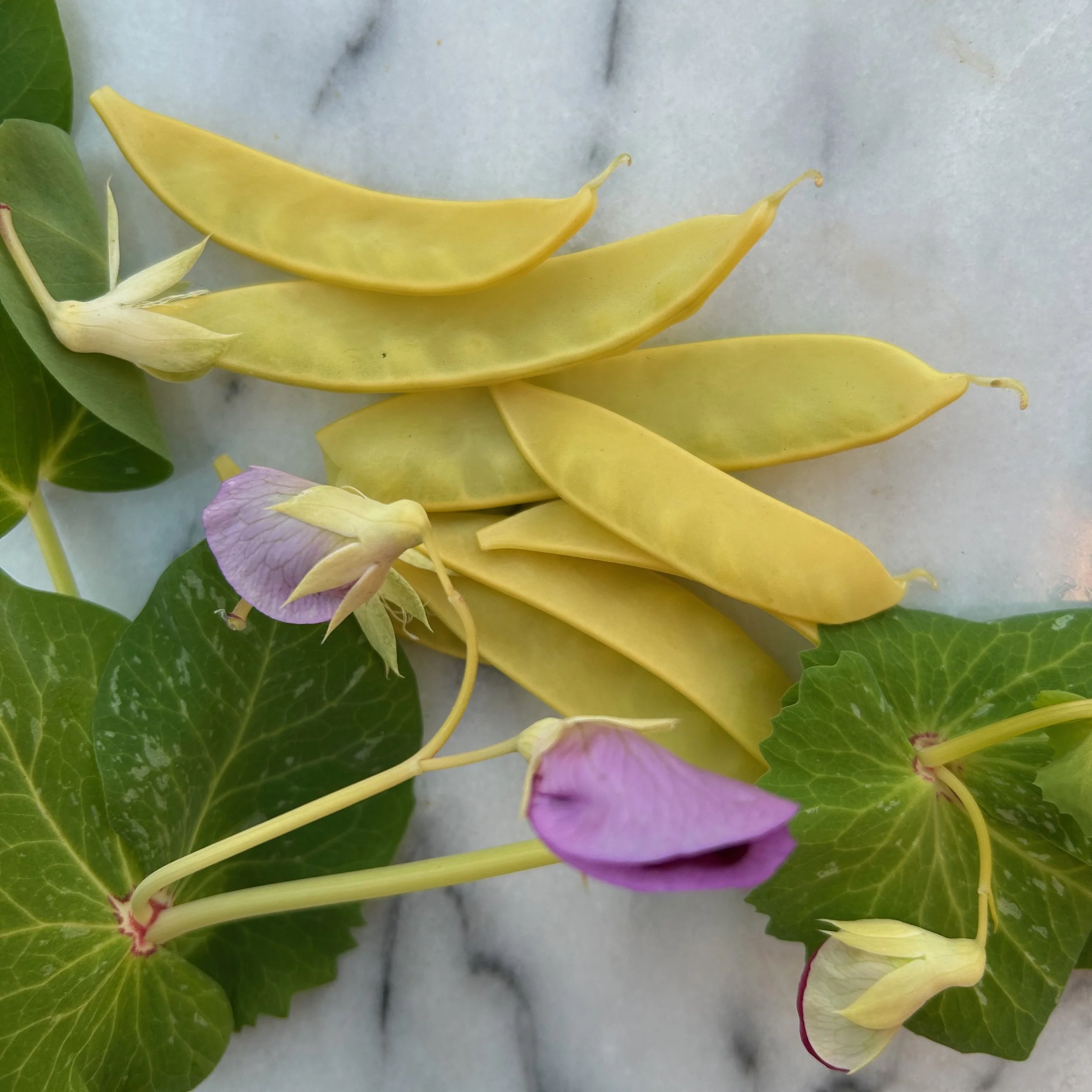 In My San Diego Garden and Kitchen