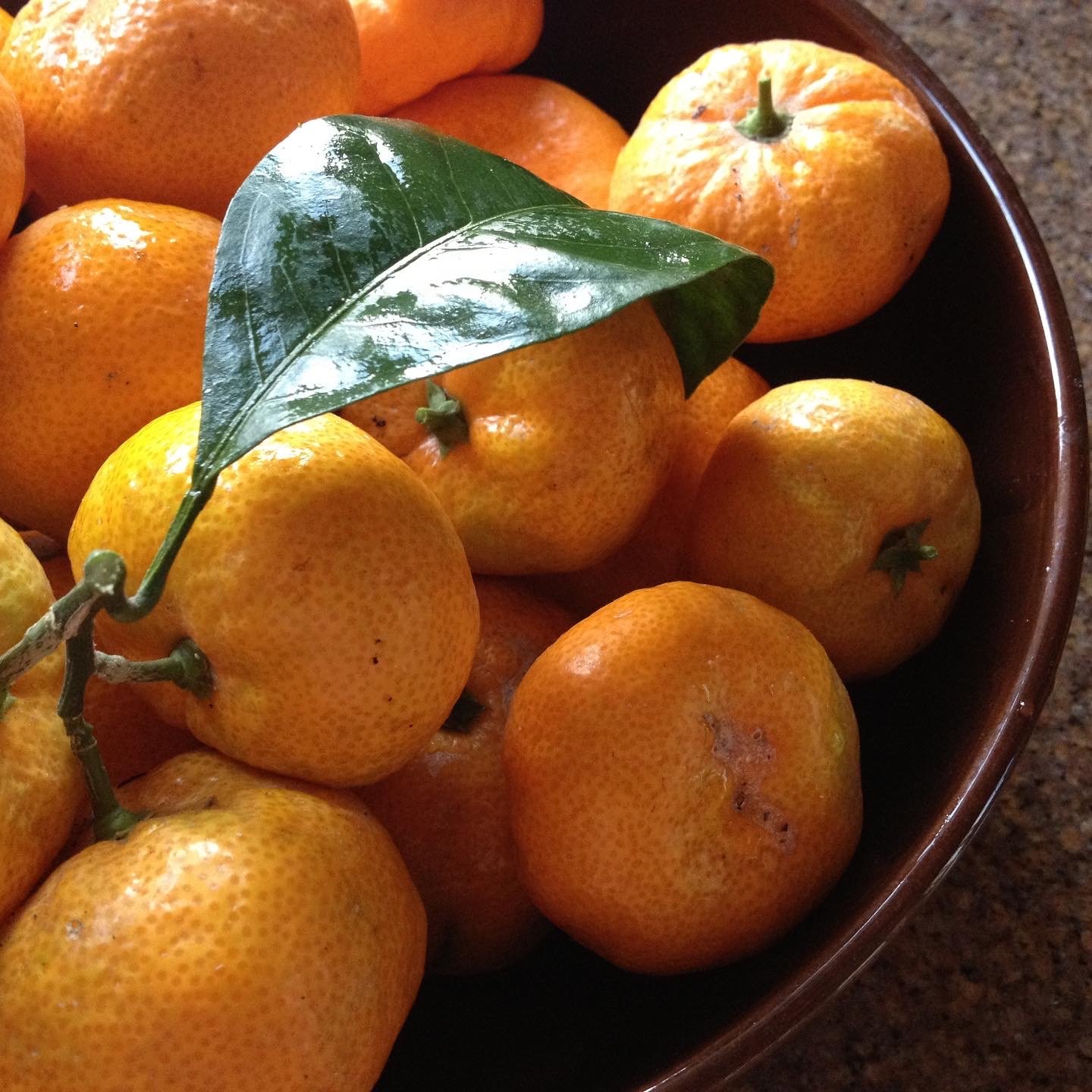 In My San Diego Garden and Kitchen