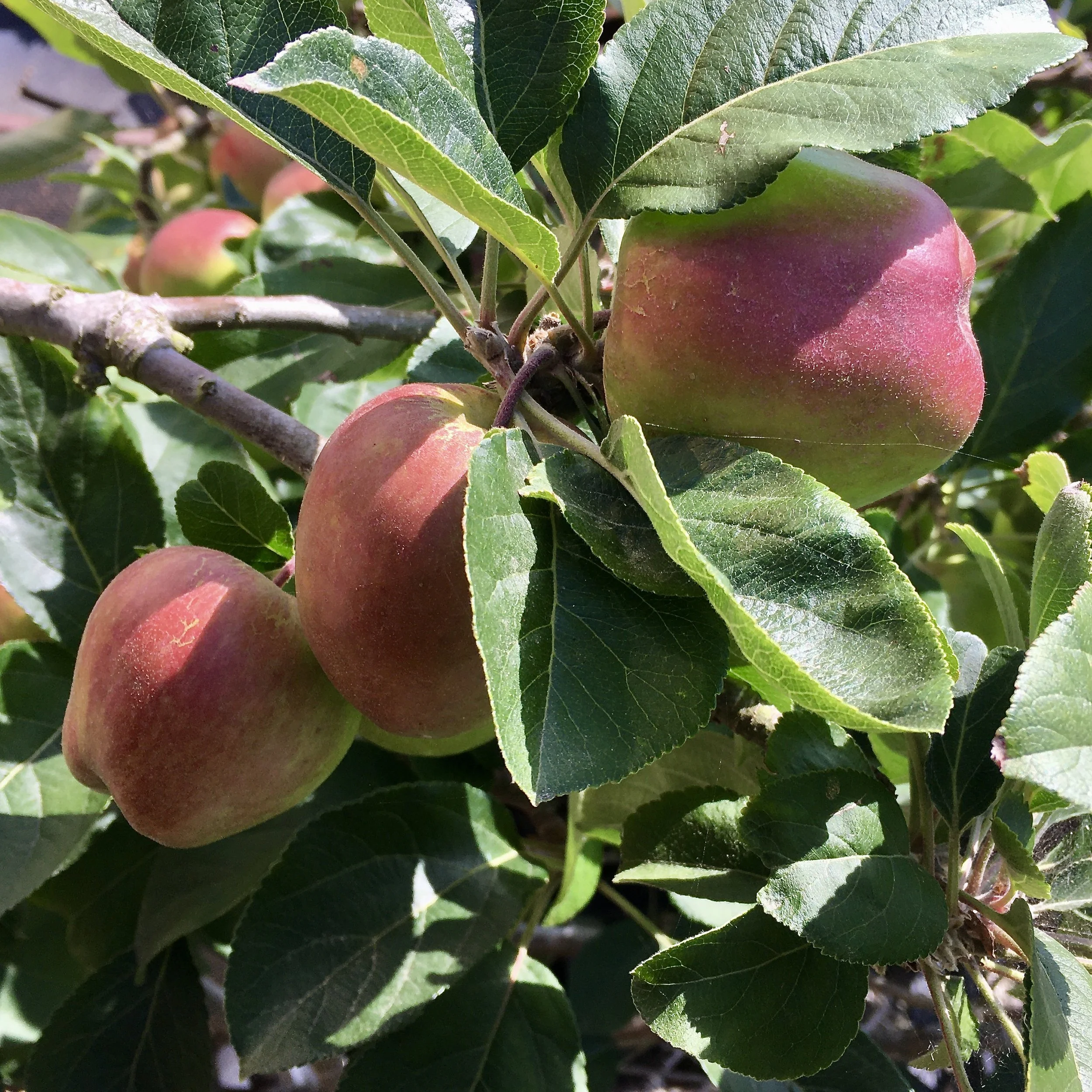 Backyard Orchard Culture