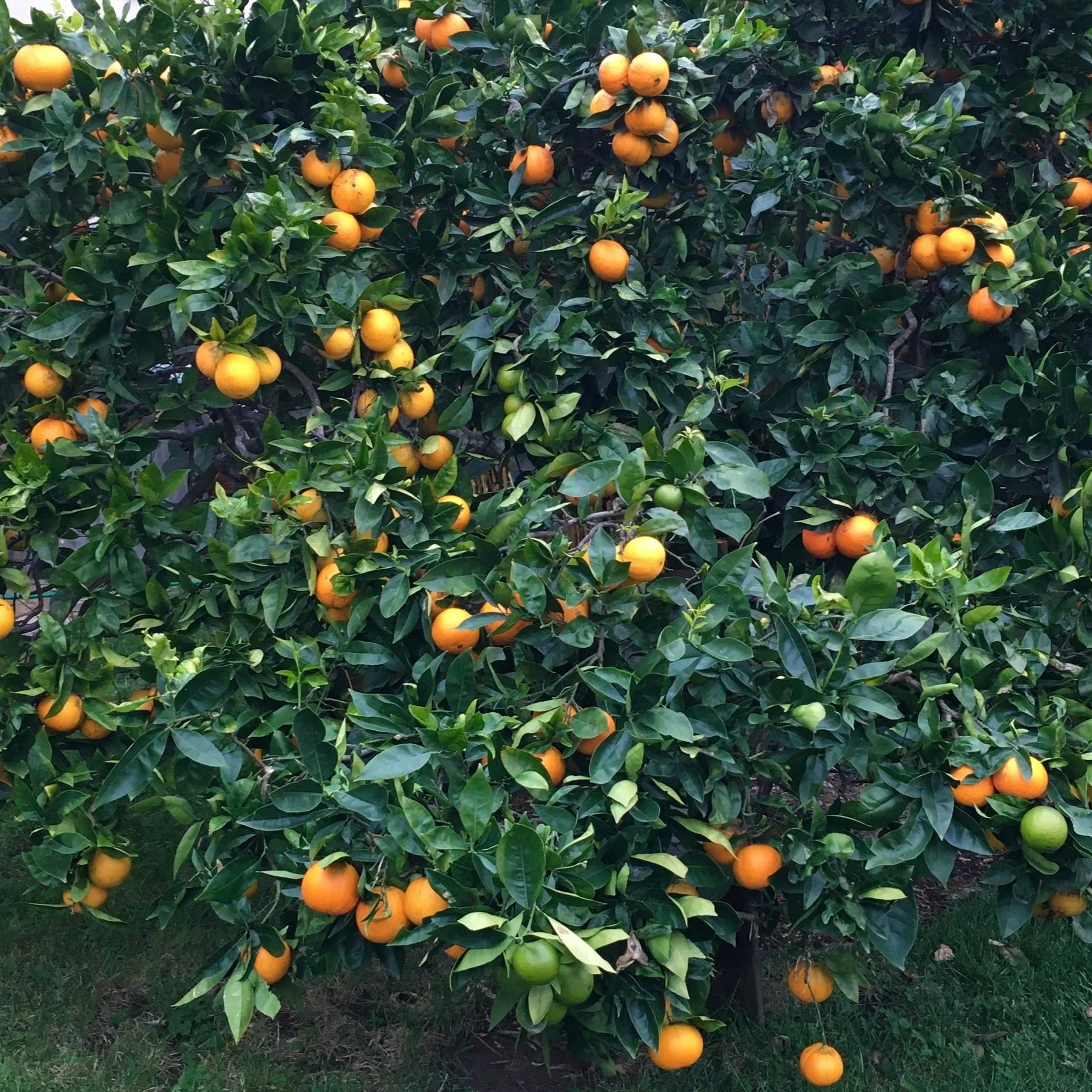Got extra citrus this month?