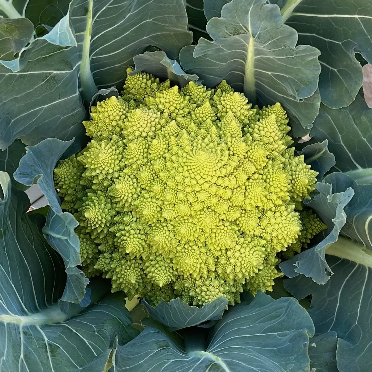 In My San Diego Garden and Kitchen