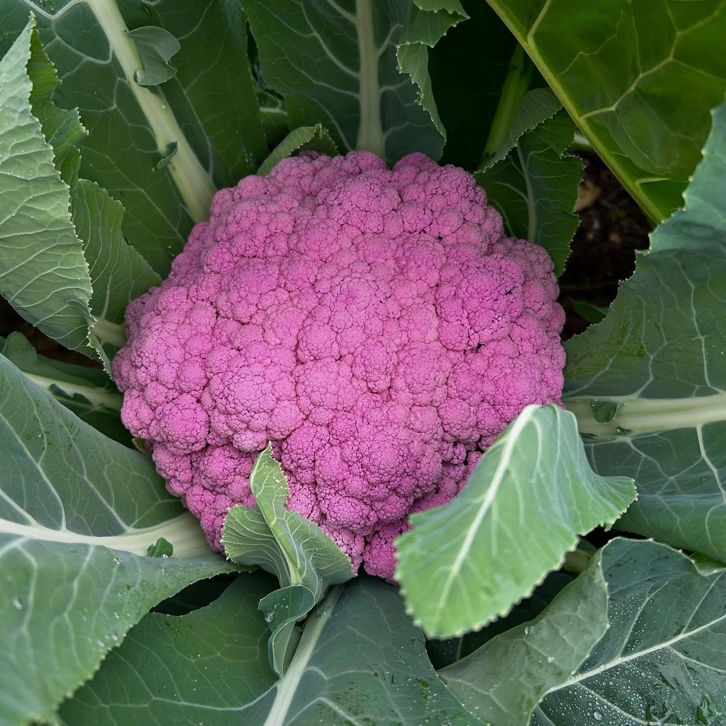 December 23, DePurple Cauliflower