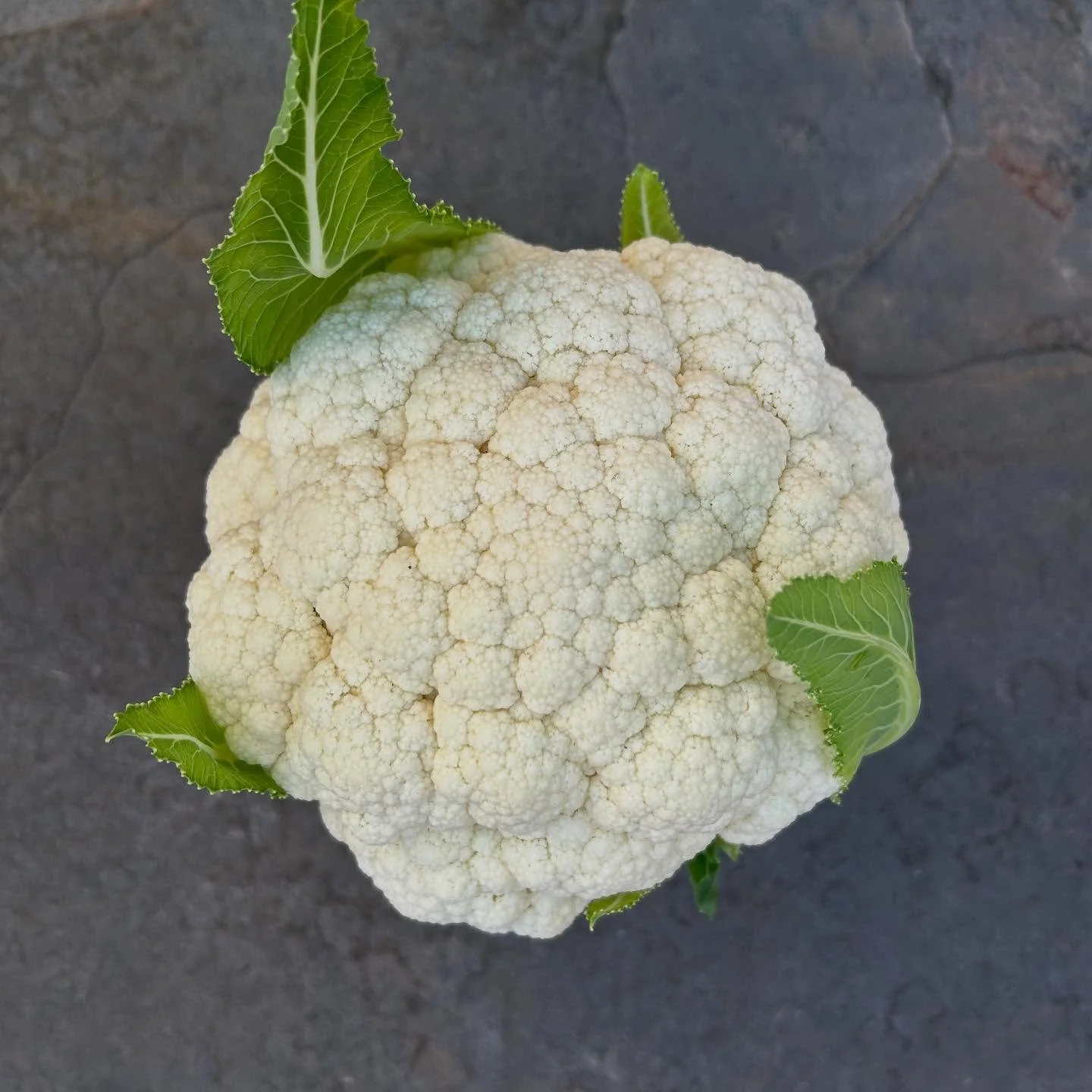 December 19, Amazing Cauliflower from #territorialseedcompany