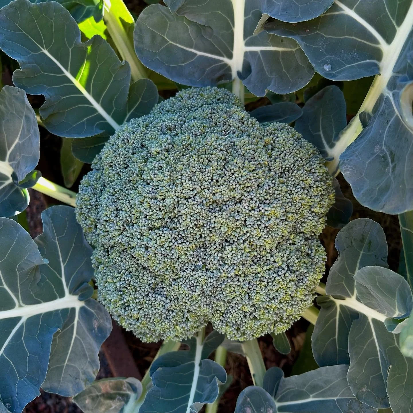 First Premium Crop broccoli harvest November 30.