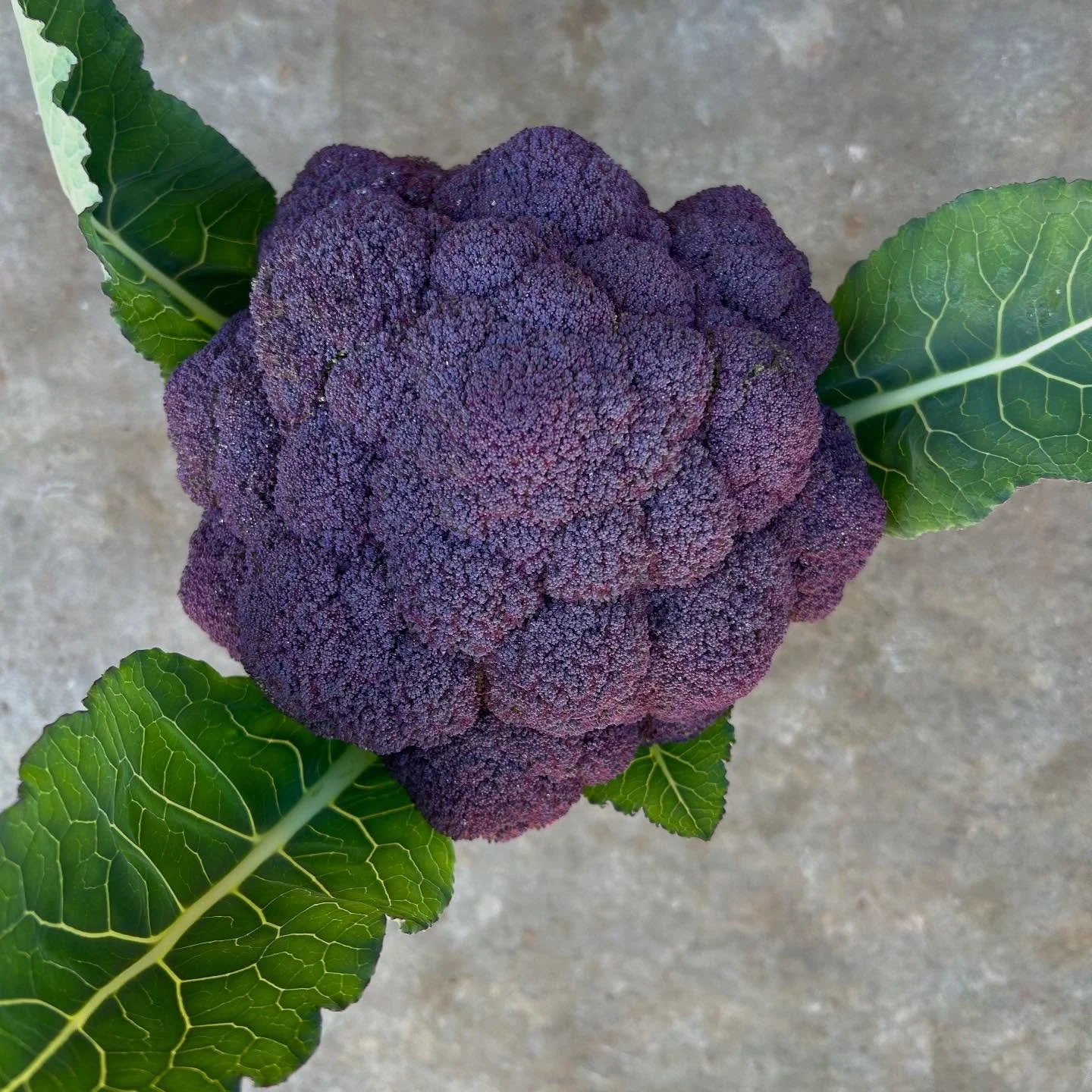 December 7 Jacaranda Broccoli from #territorialseedcompany