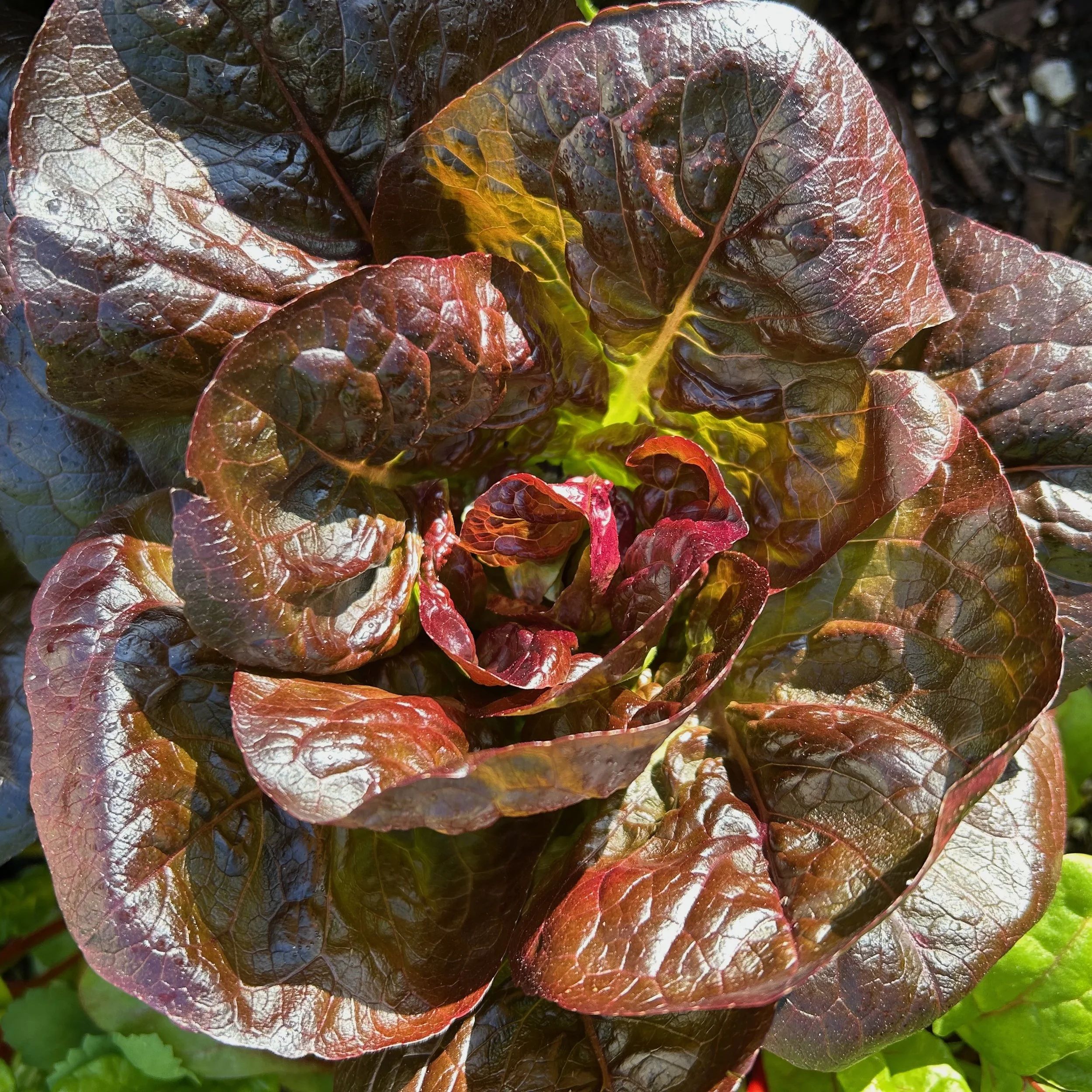In My San Diego Garden and Kitchen