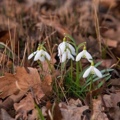 Promises of Spring