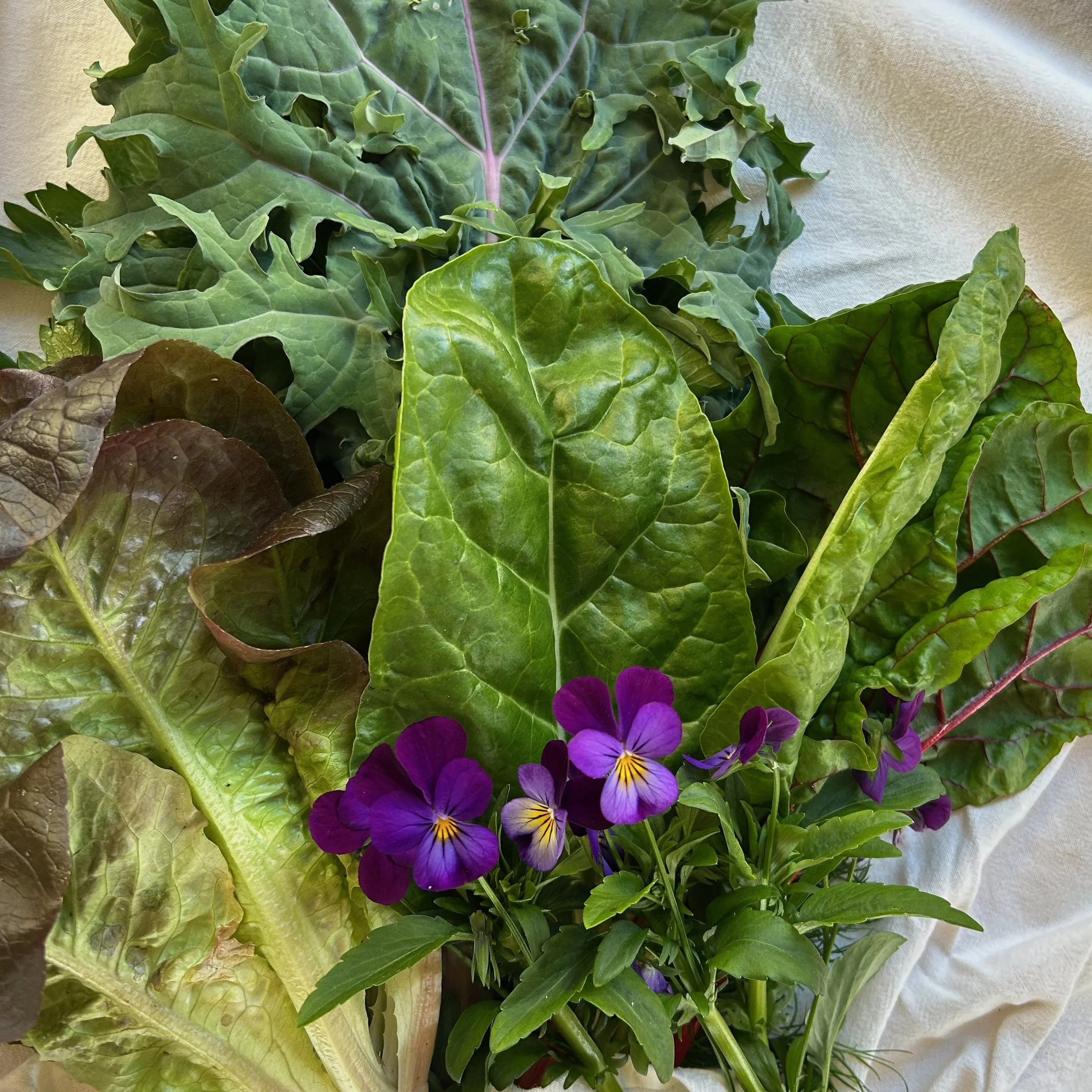 In My San Diego Garden and Kitchen