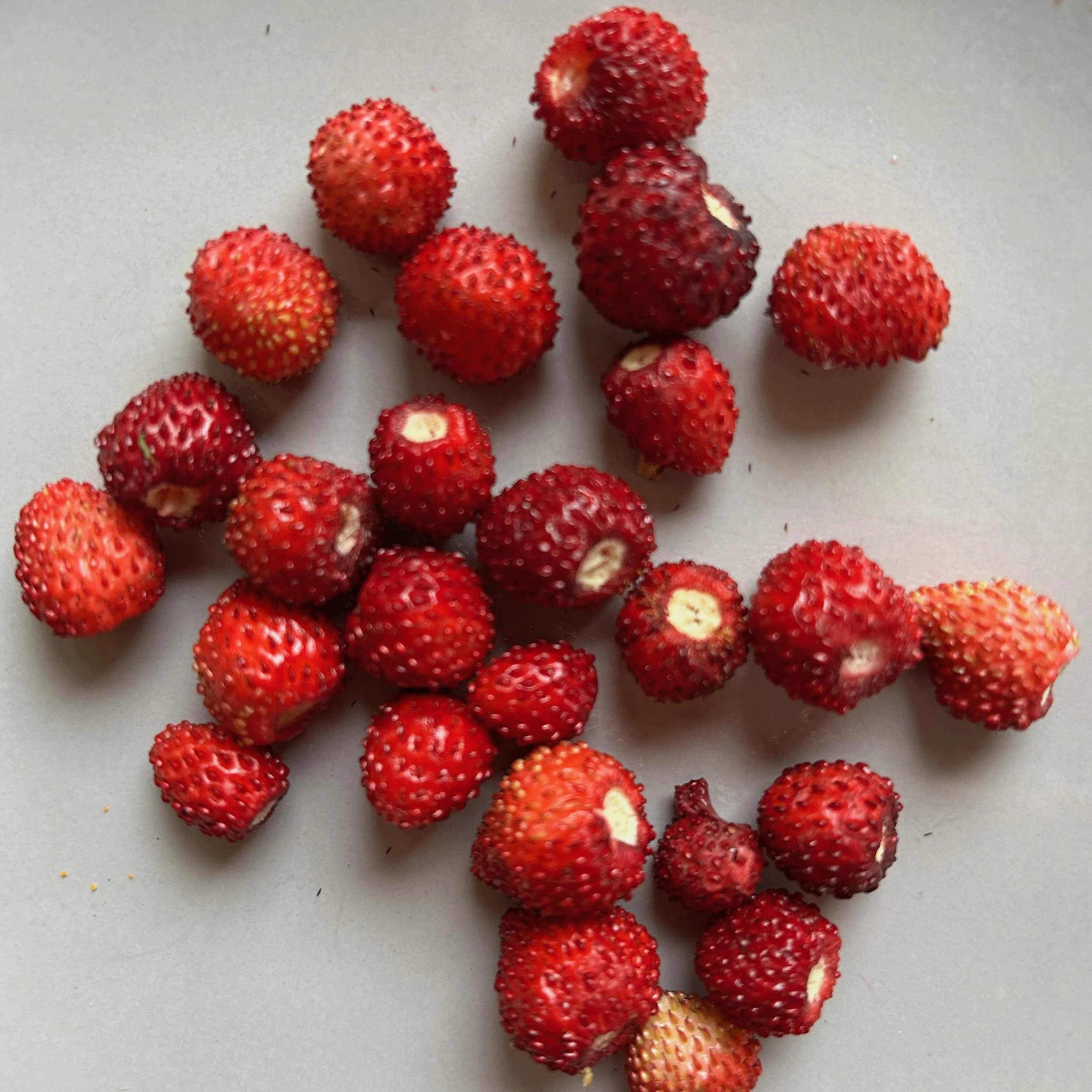 IMG_2691.jpg