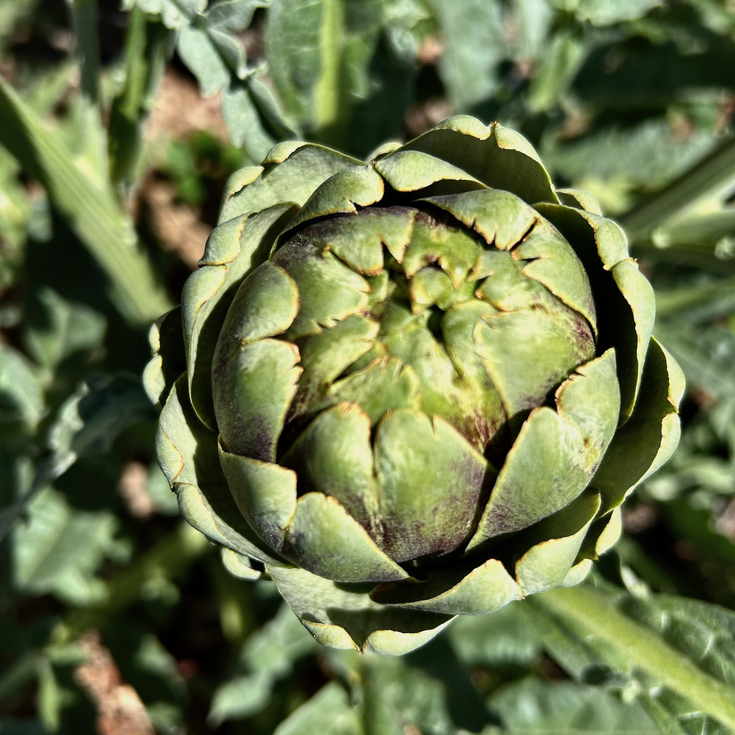 In My San Diego Garden and Kitchen