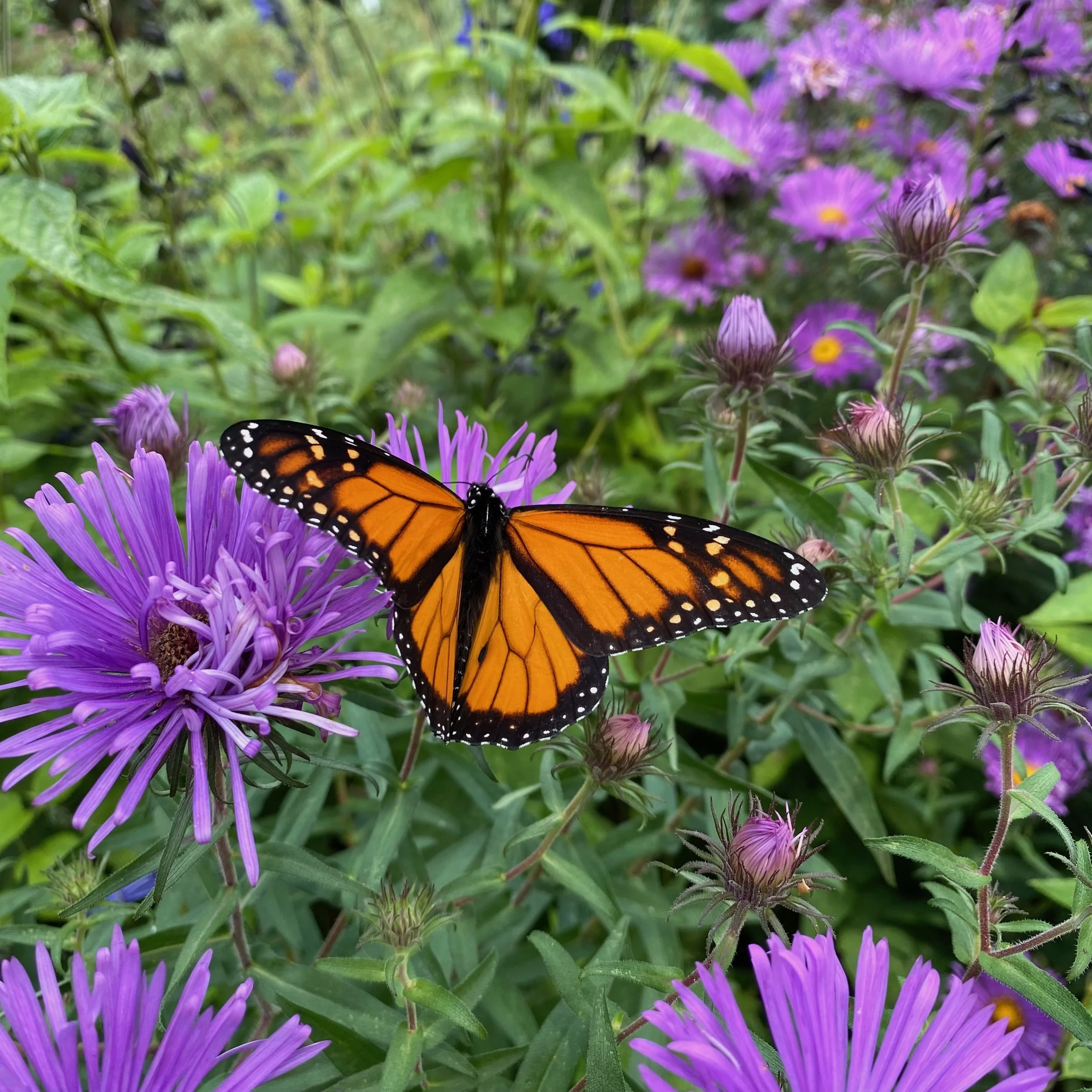Monarchs in My Garden