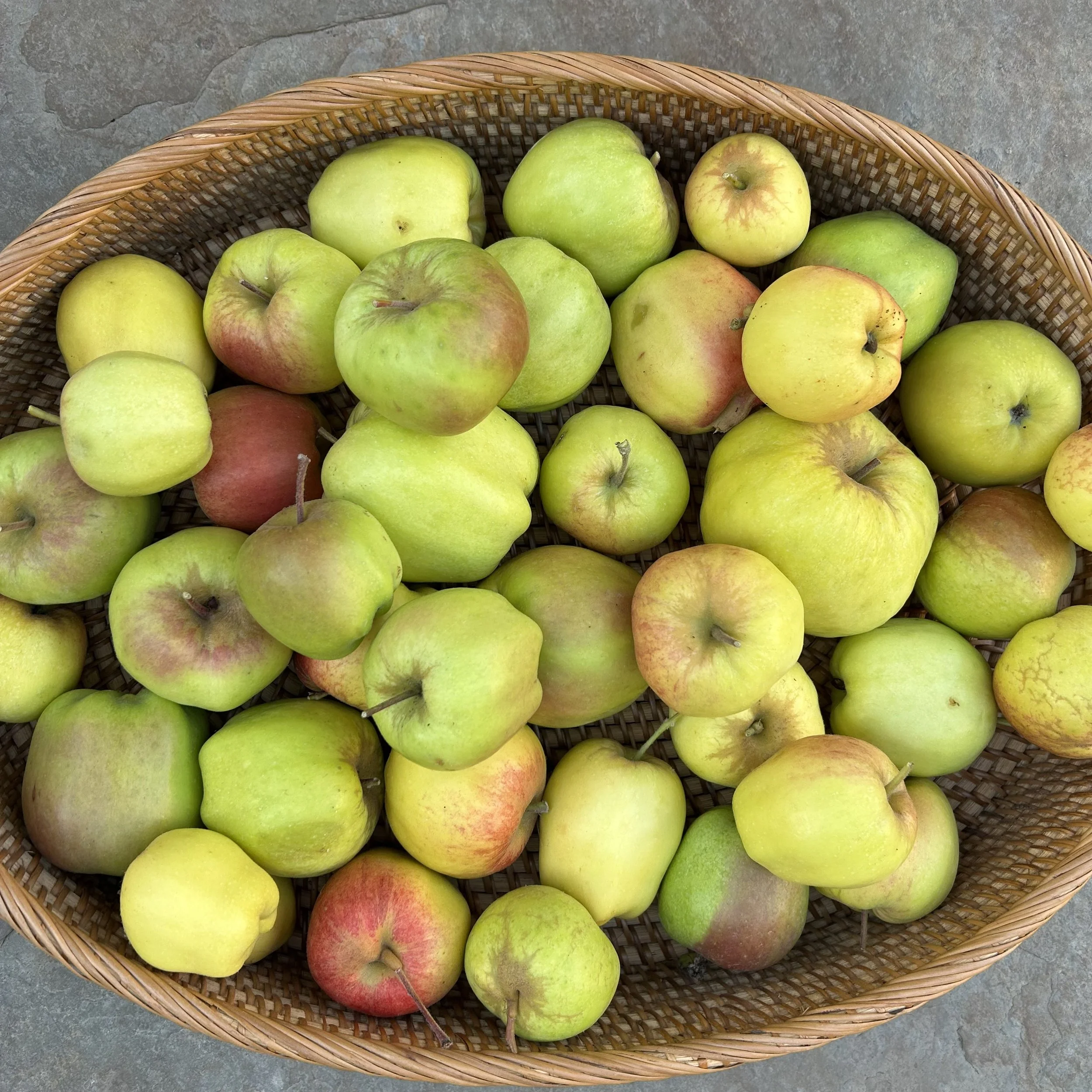 In My San Diego Garden and Kitchen