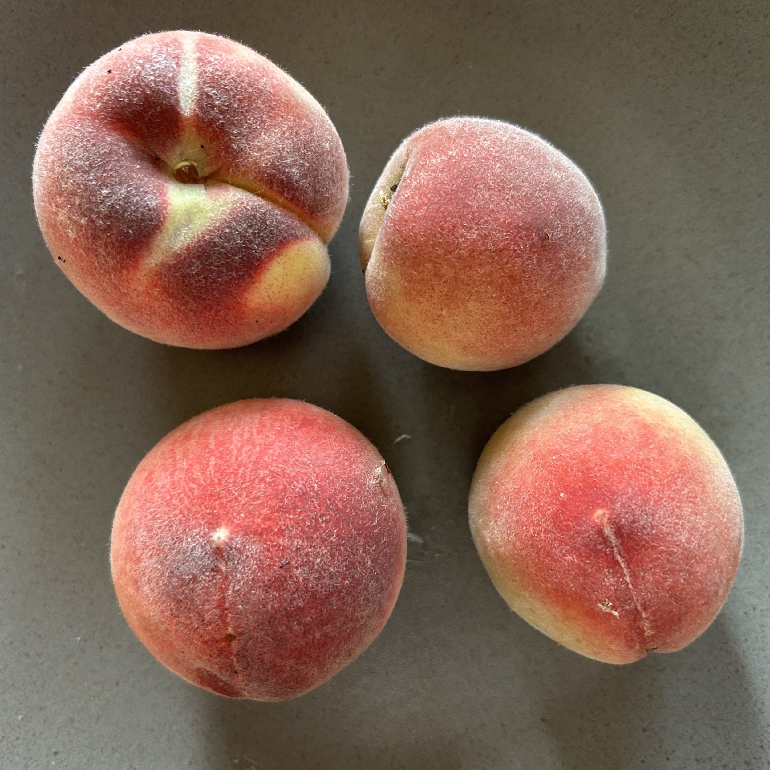 In My San Diego Garden and Kitchen