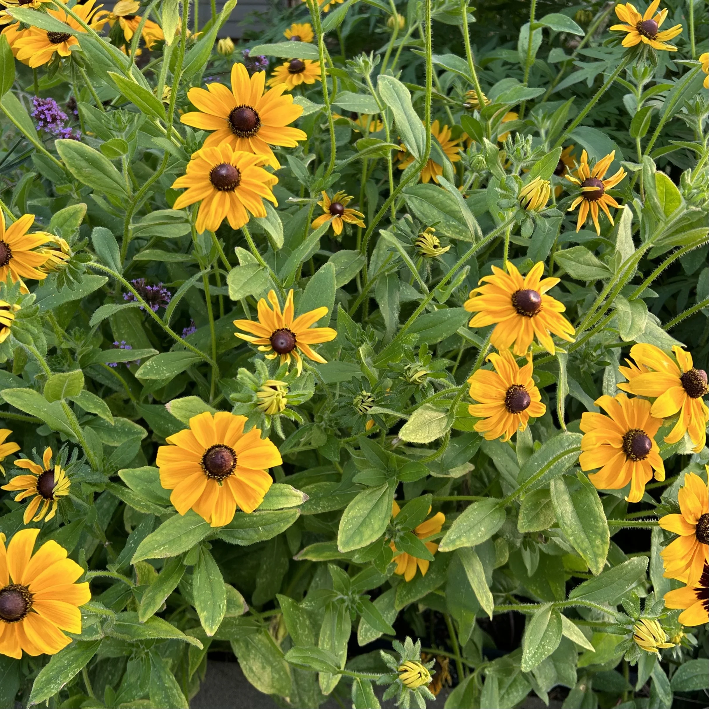 In My San Diego Garden and Kitchen