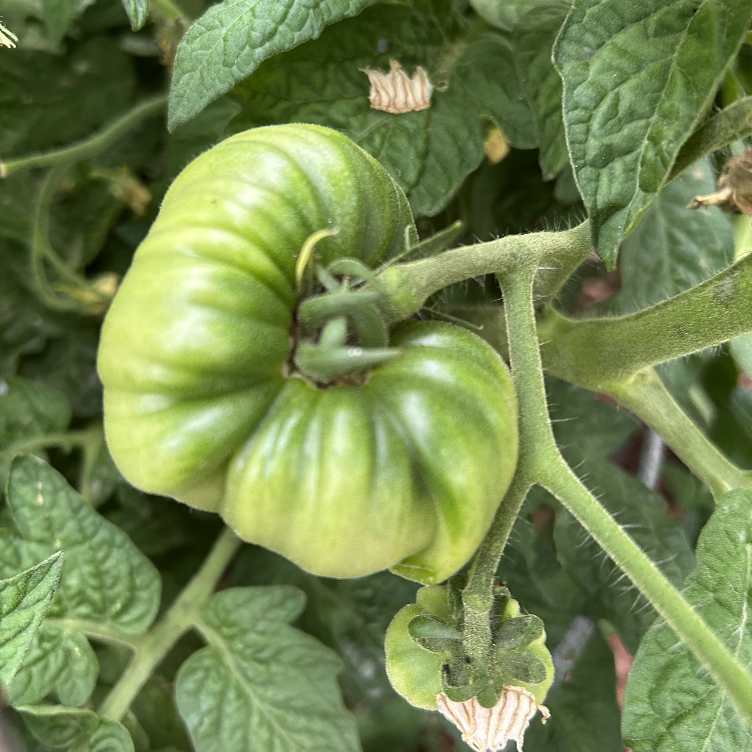In My San Diego Garden and Kitchen
