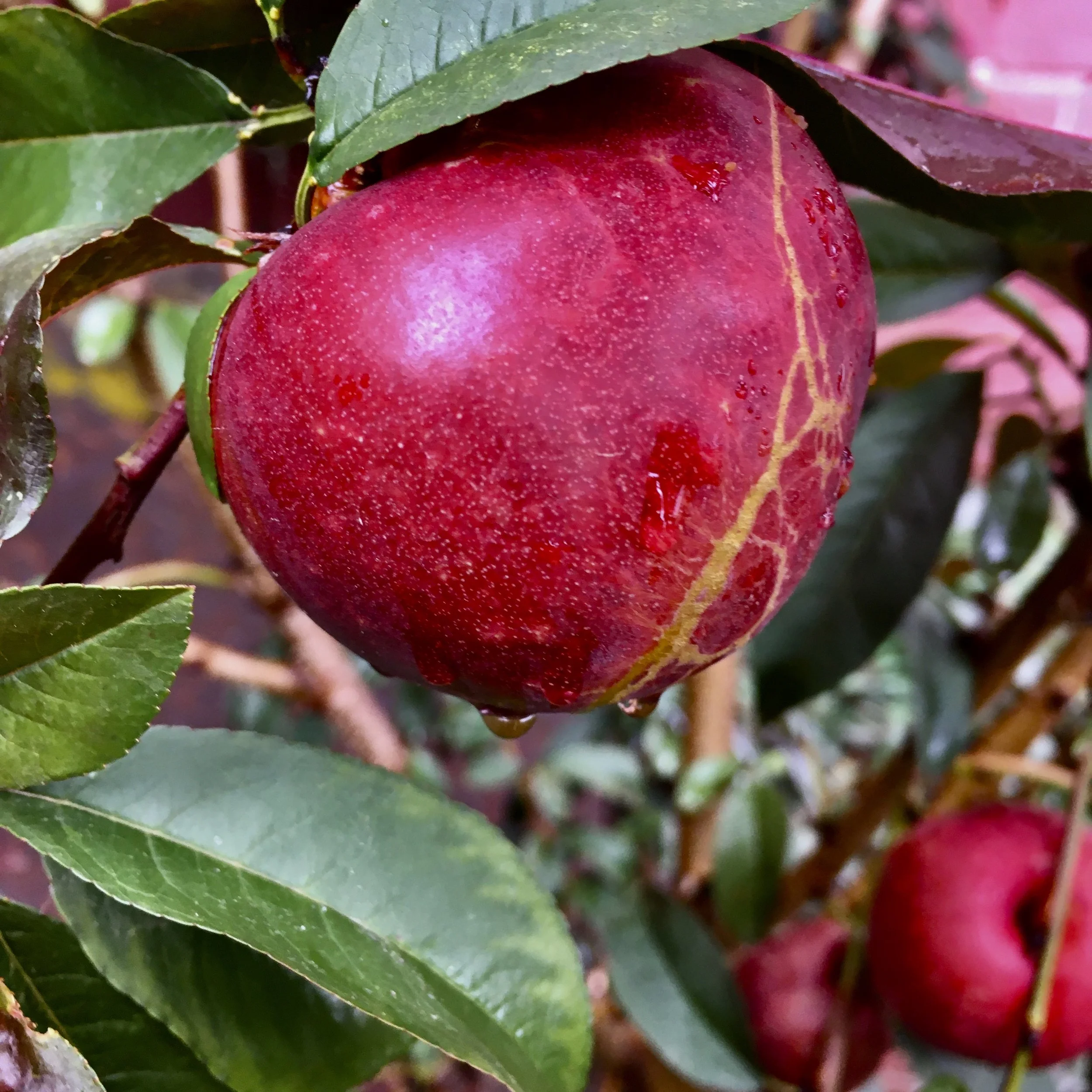In My San Diego Garden and Kitchen