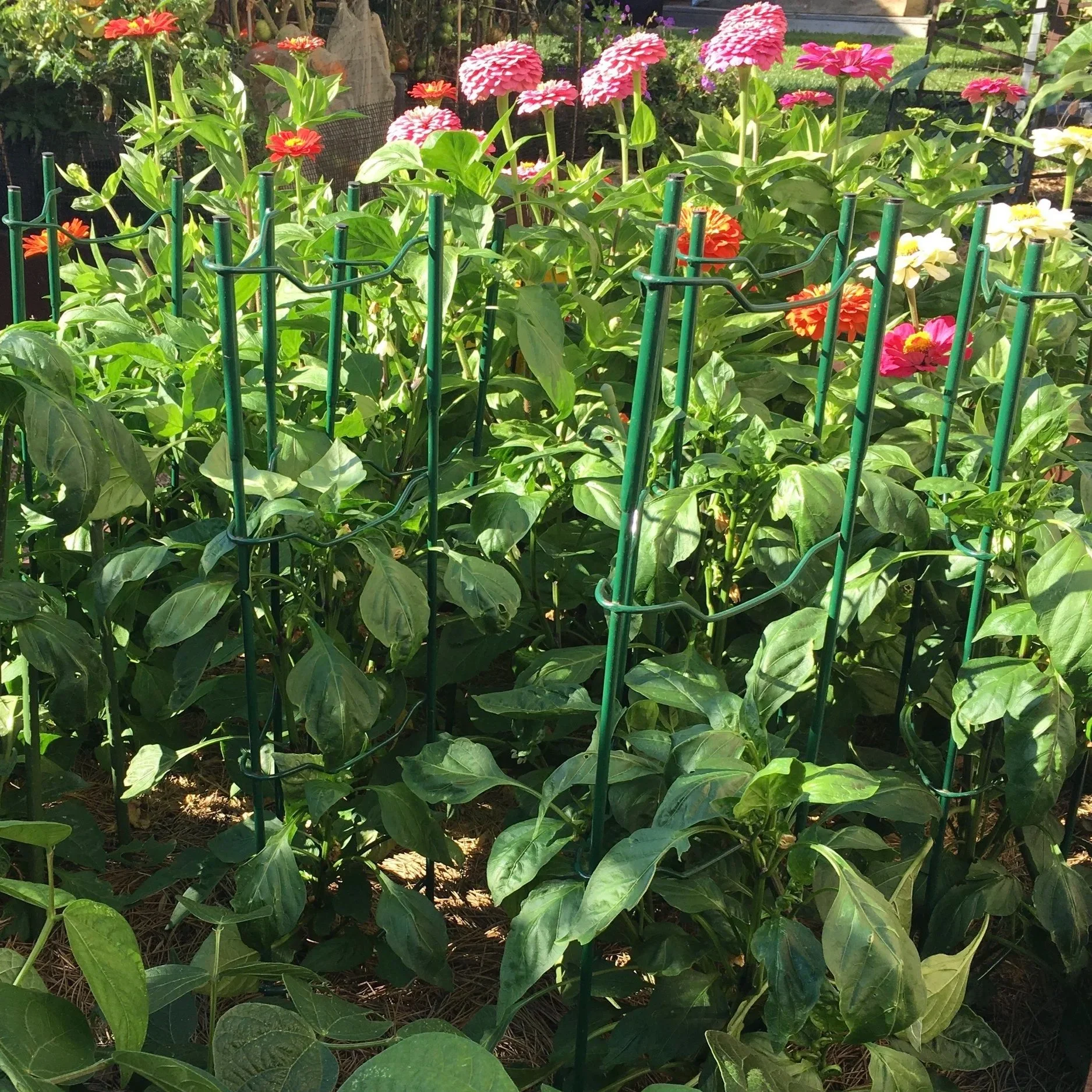 Revive A Tired August Vegetable Garden