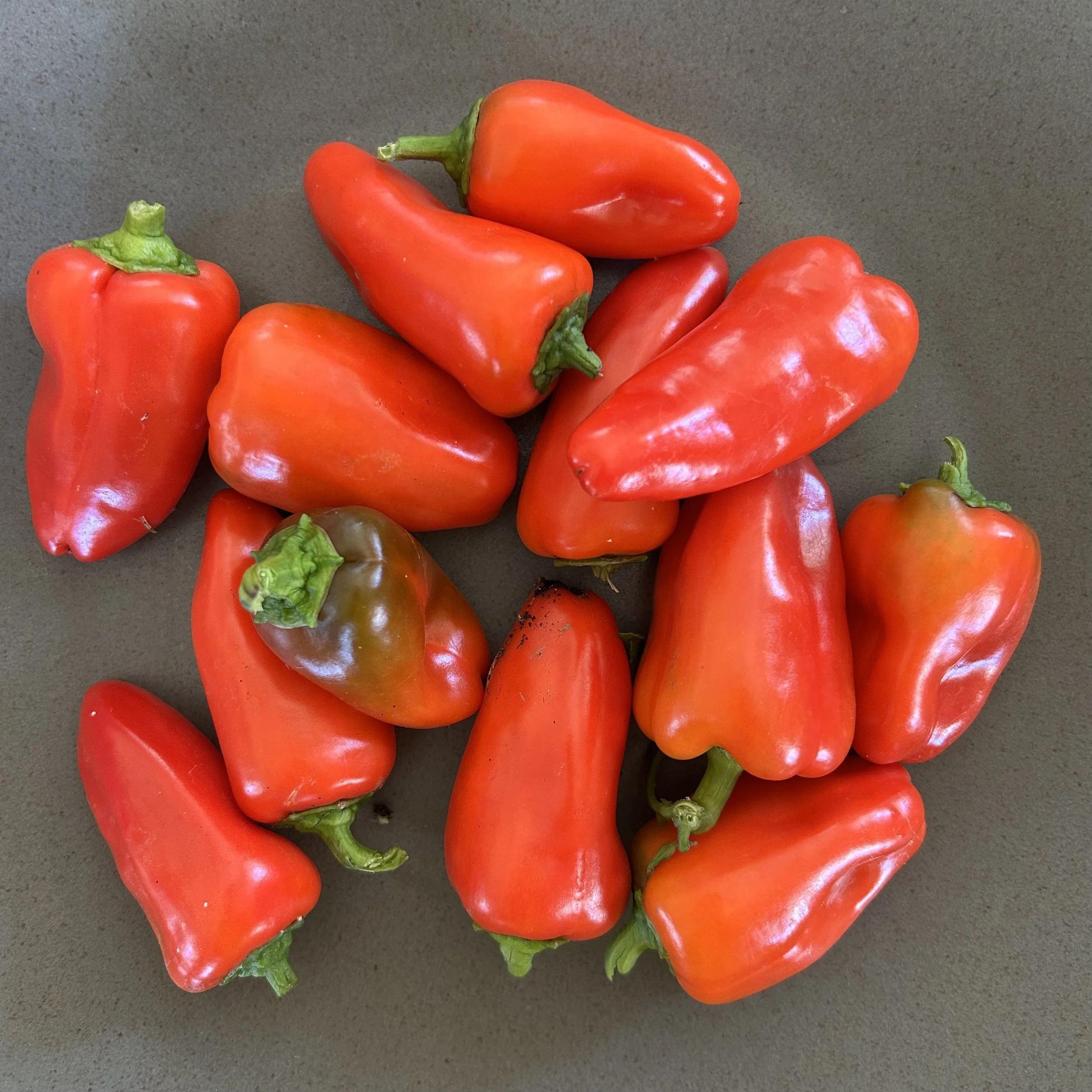 In My San Diego Garden and Kitchen