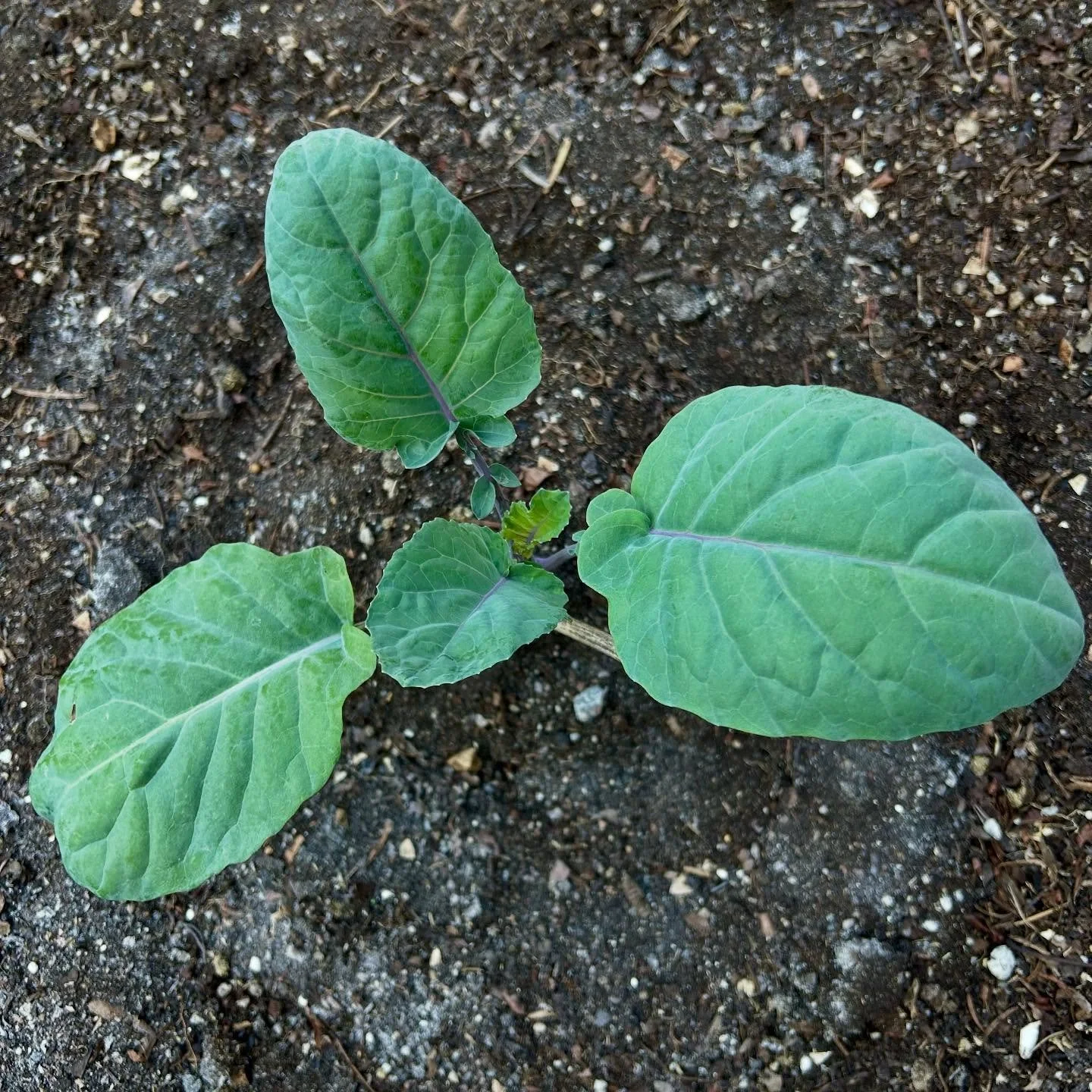 After a long pause on IG, the fall garden begins anew. Purple Magic broccoli is this season&rsquo;s experiment. Widely acclaimed and grown from @territorialseedcompany seeds but widely available. #purplemagicbroccoli