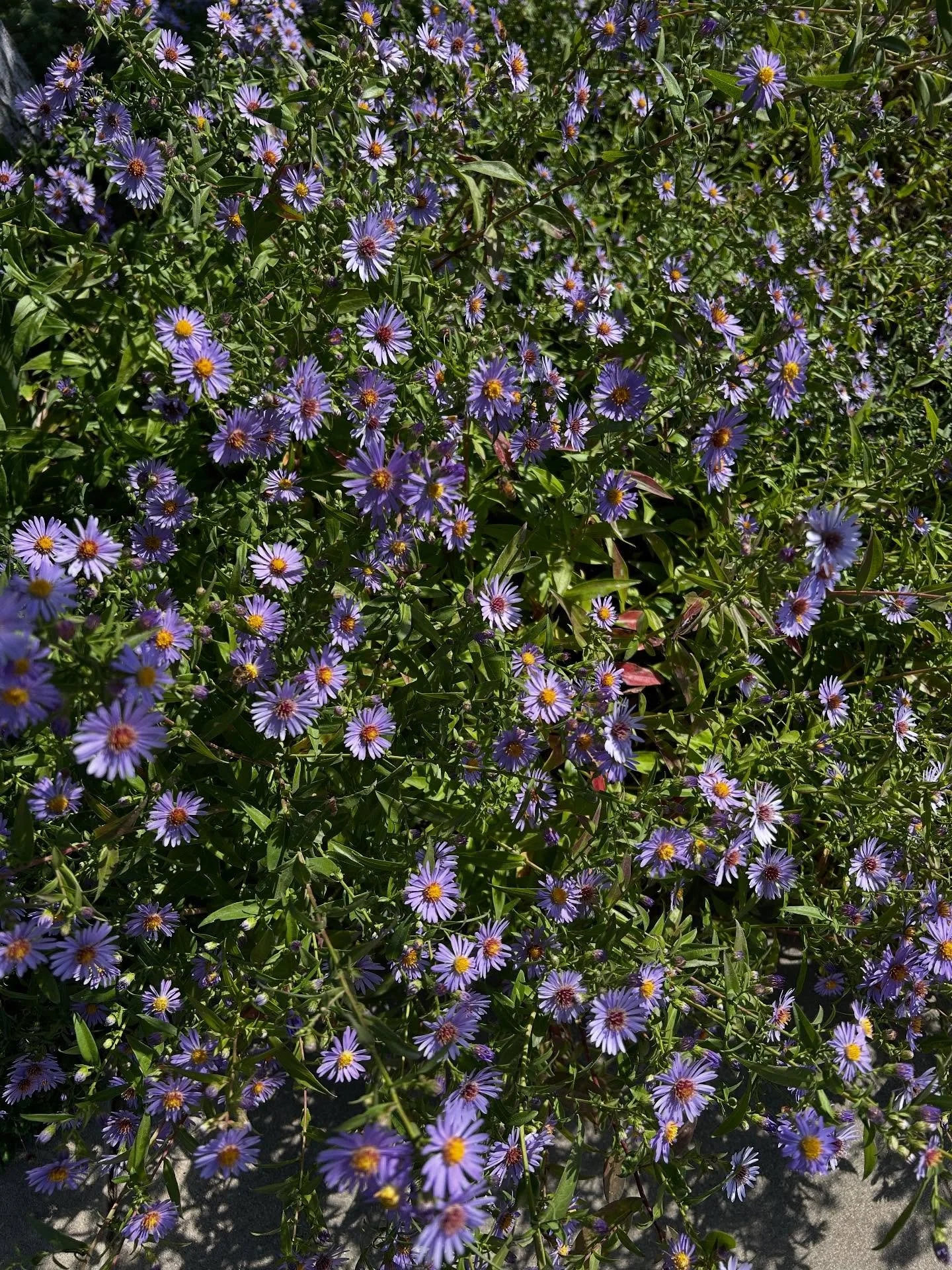 It must be October. Asters like my beloved New England asters in my San Diego garden.