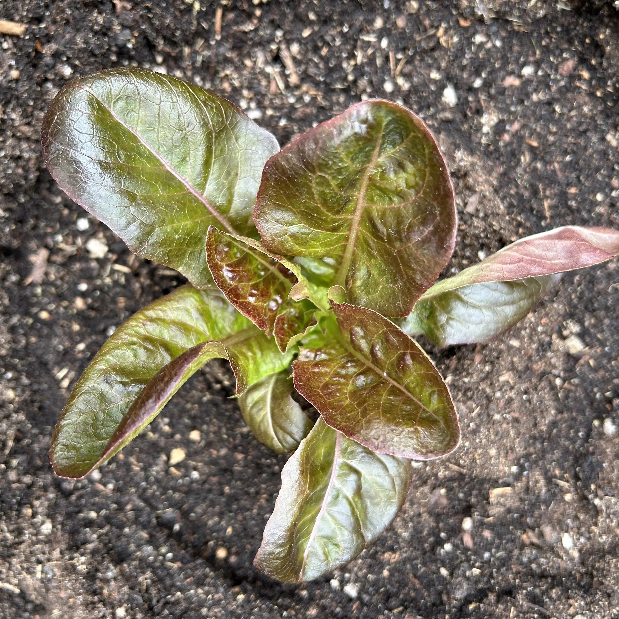 How I Prep My Raised Beds