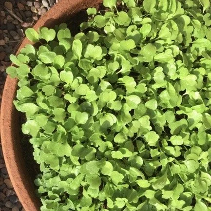 Growing Arugula and Other Greens in Containers