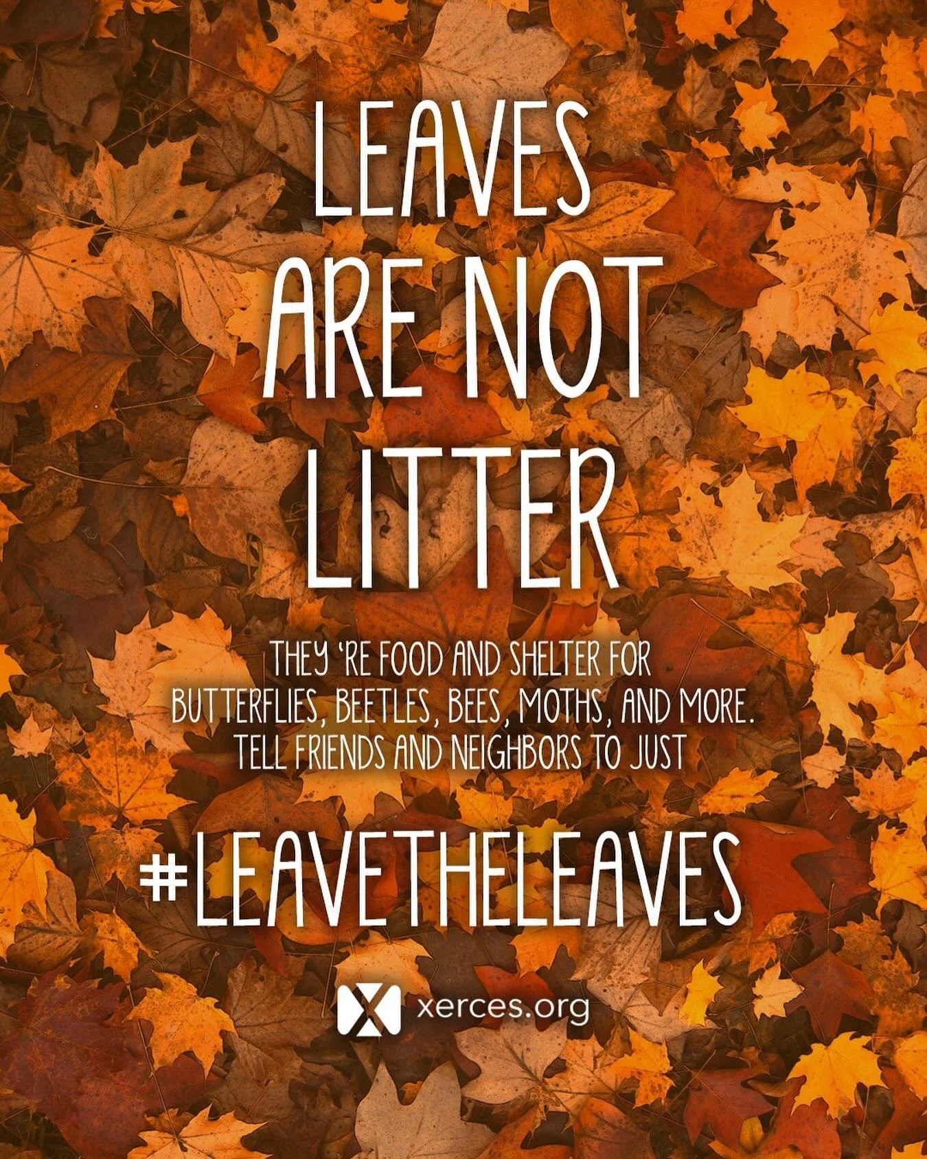 #leavetheleaves or if you must rake, compost them 🍁