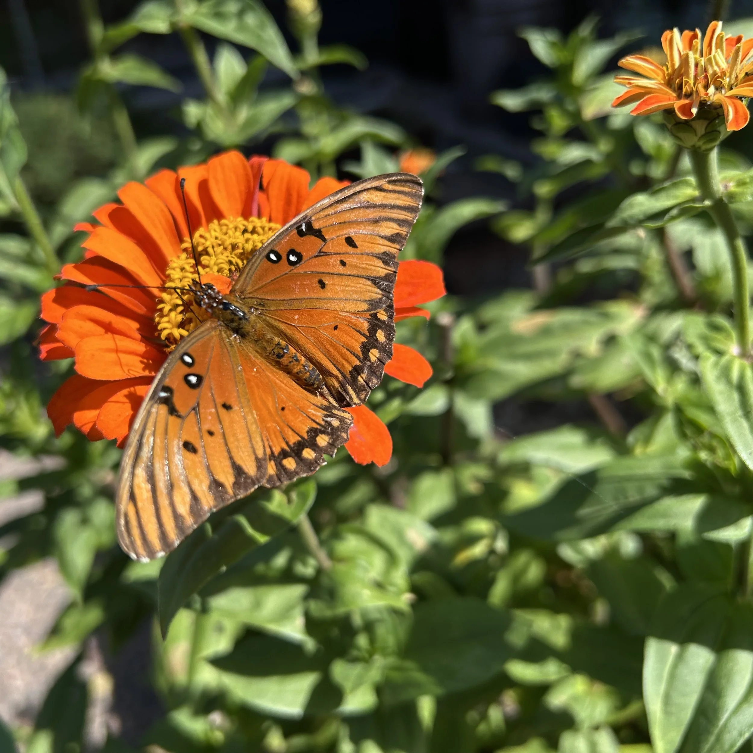 In My Garden, Late October