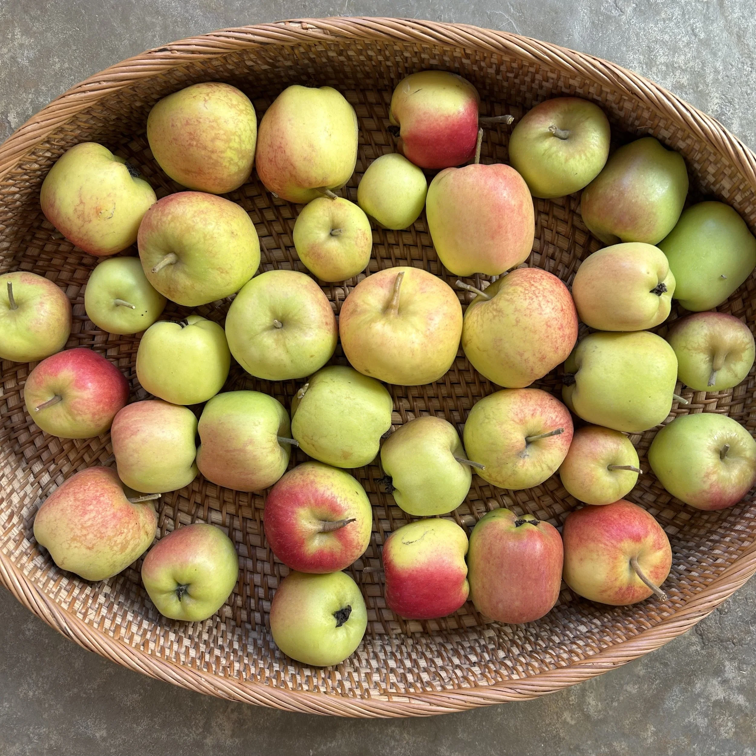 In My San Diego Garden and Kitchen