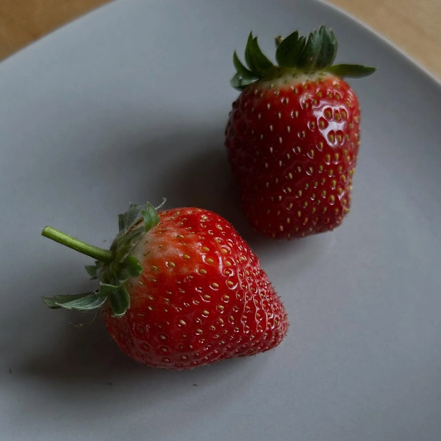 Mid-November and Seascape strawberries (daylight neutral) still offering a few nice ones to our delight. #seascapestrawberries