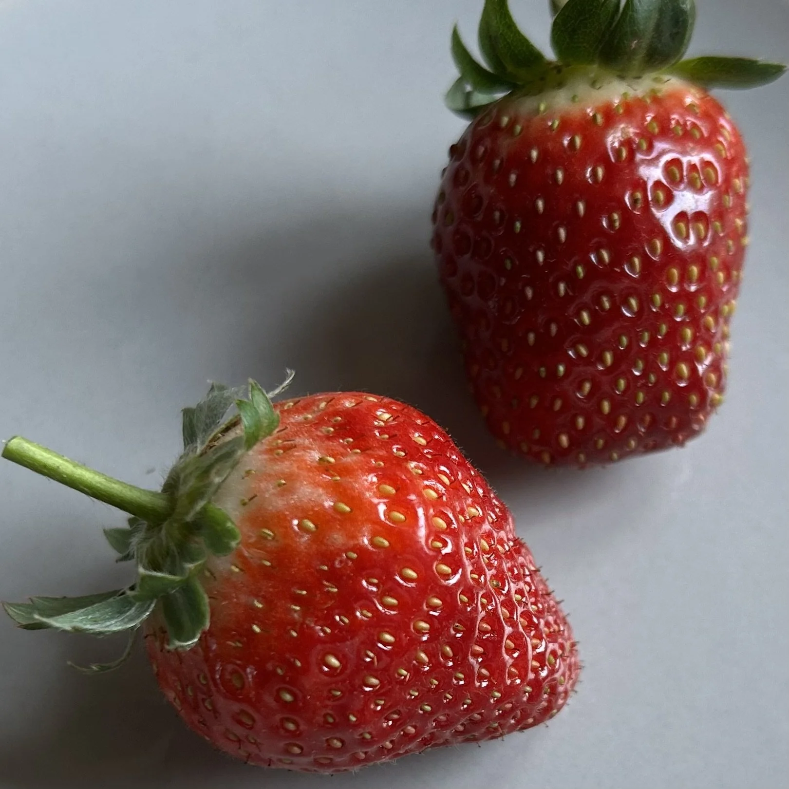 In My San Diego Garden and Kitchen