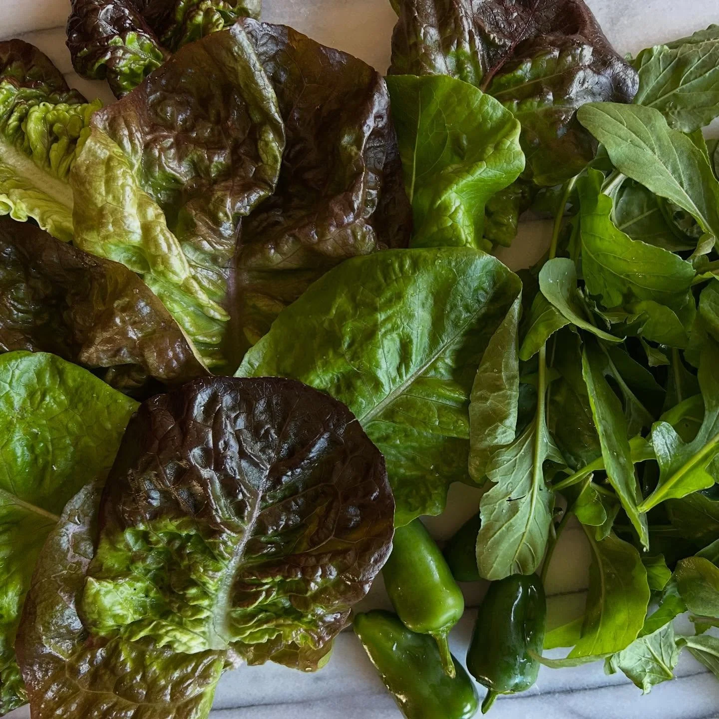 &lsquo;Tis the season  #winterlettuce