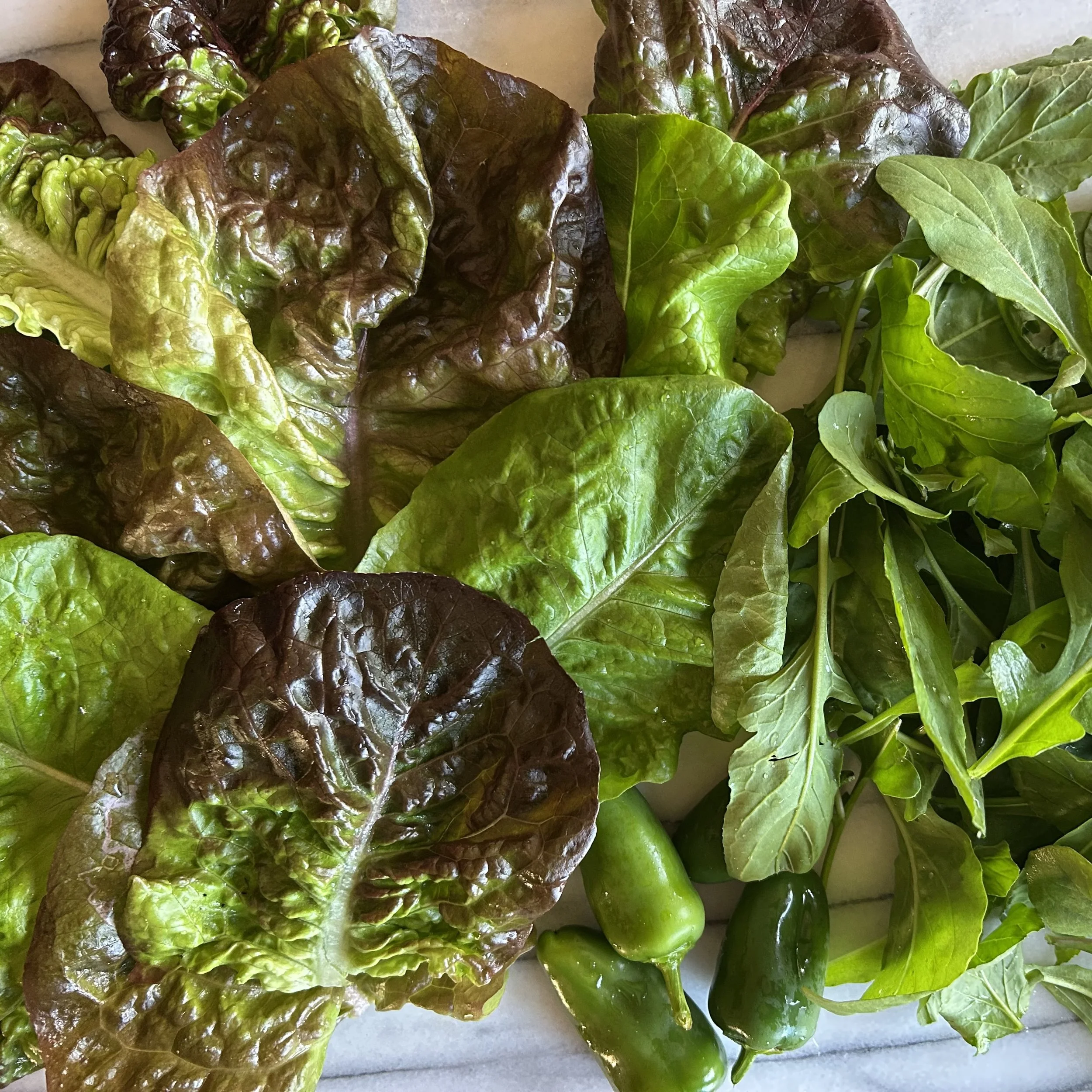 In My San Diego Garden and Kitchen