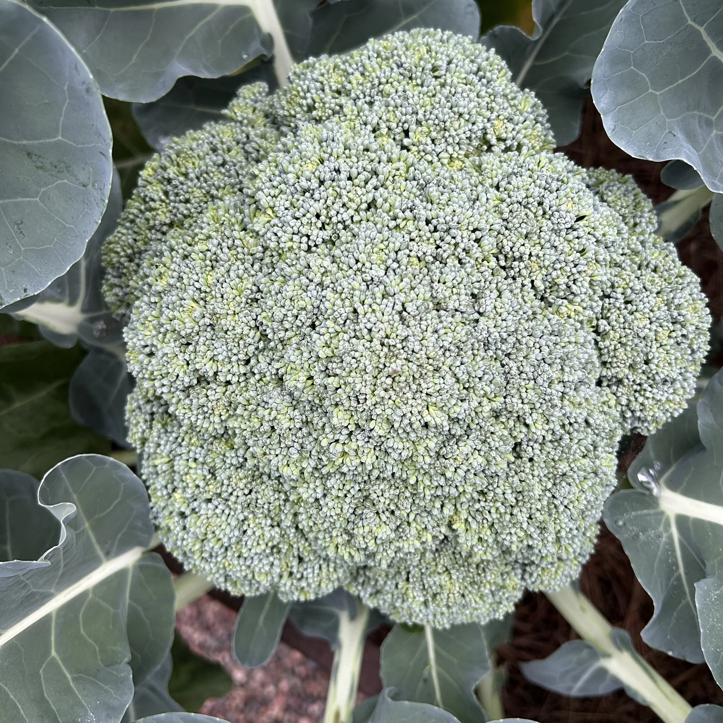 In My San Diego Garden and Kitchen