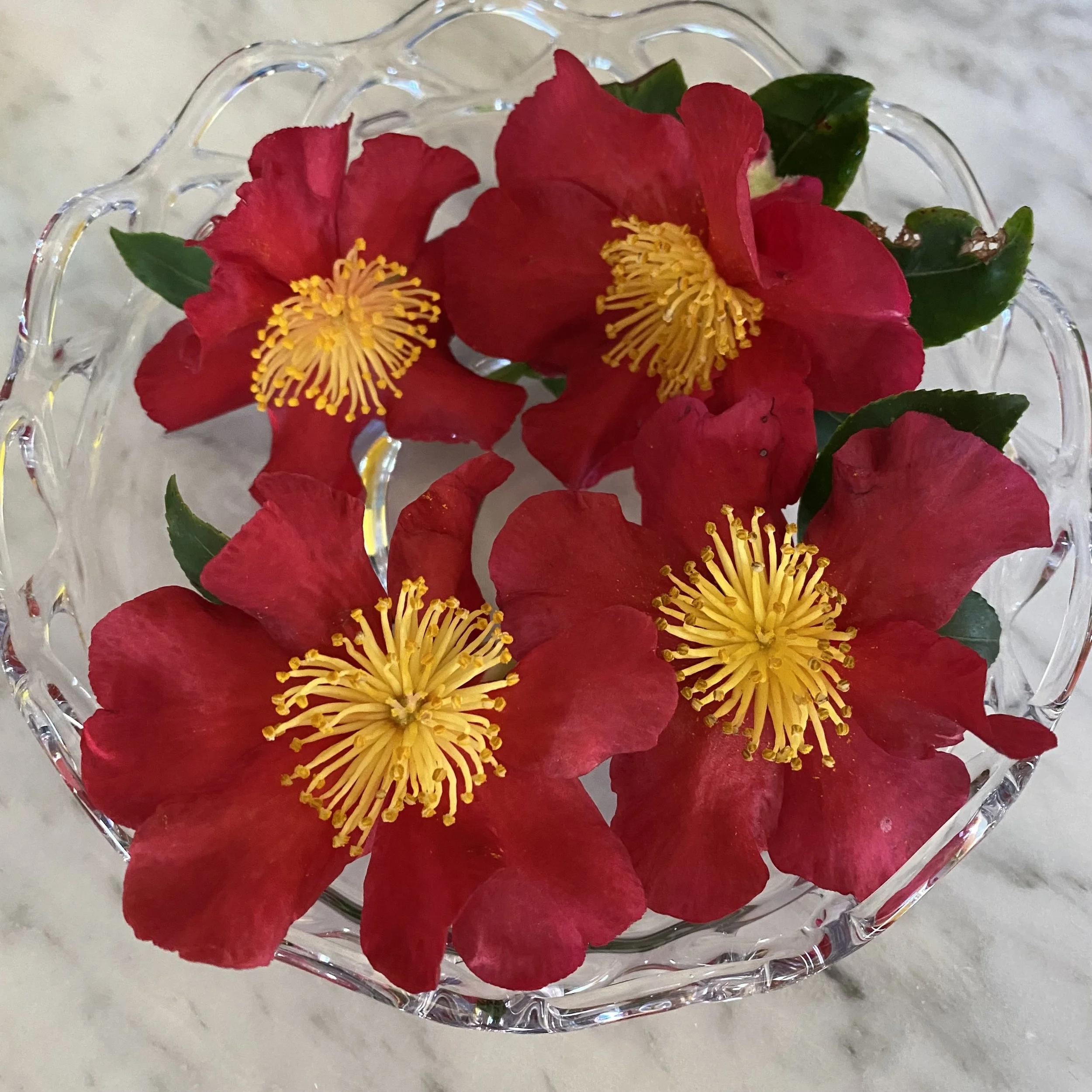 Christmas Colors in Southern California