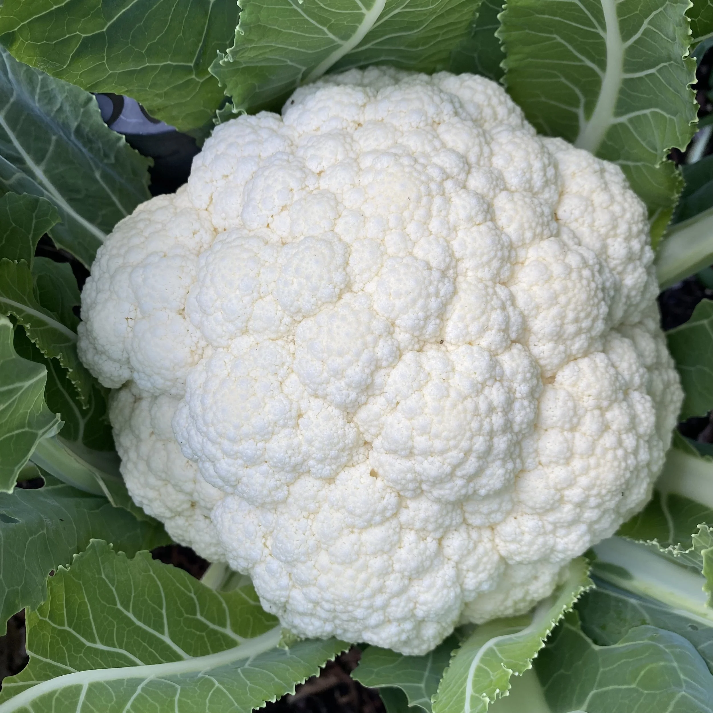 In My San Diego Garden and Kitchen