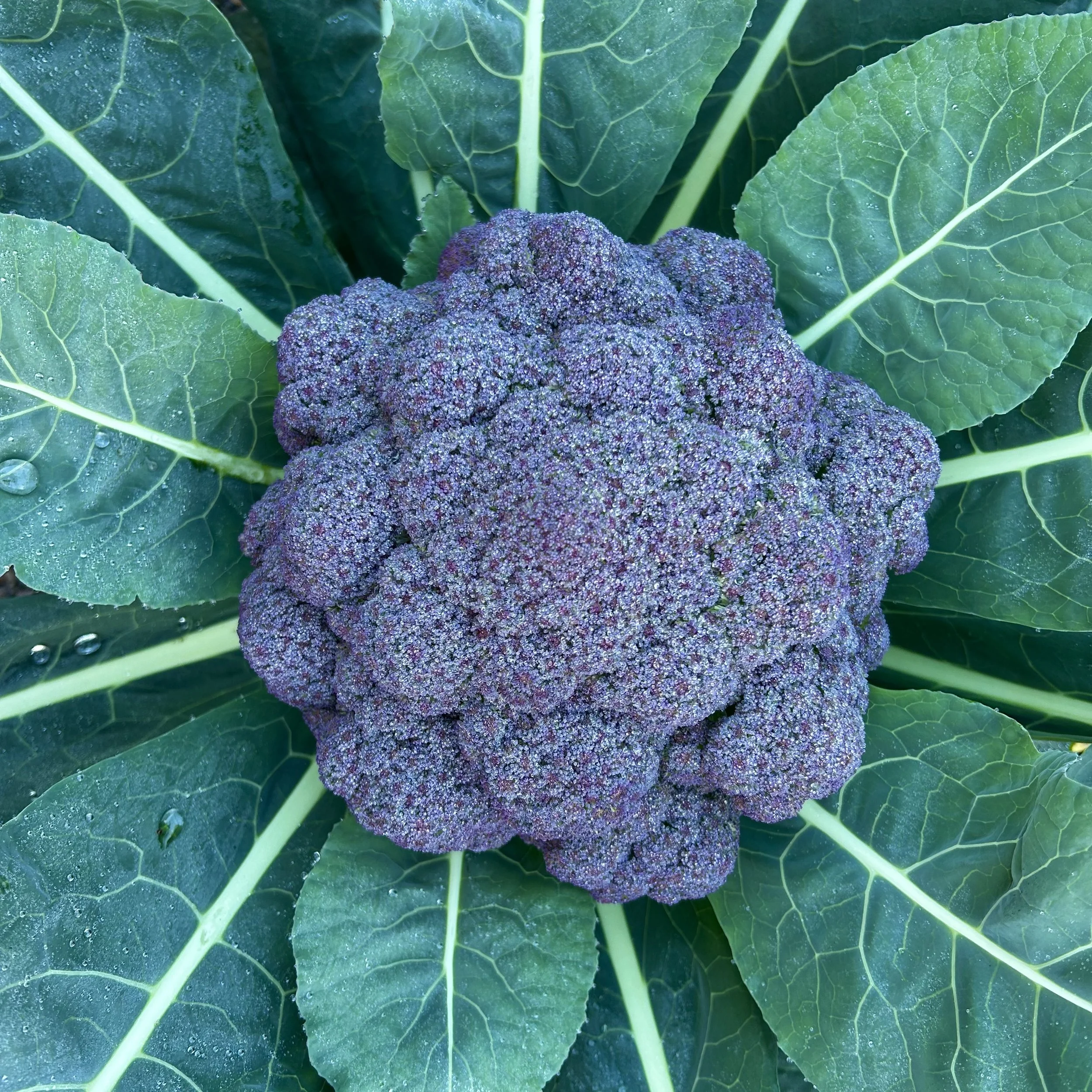 In My San Diego Garden and Kitchen