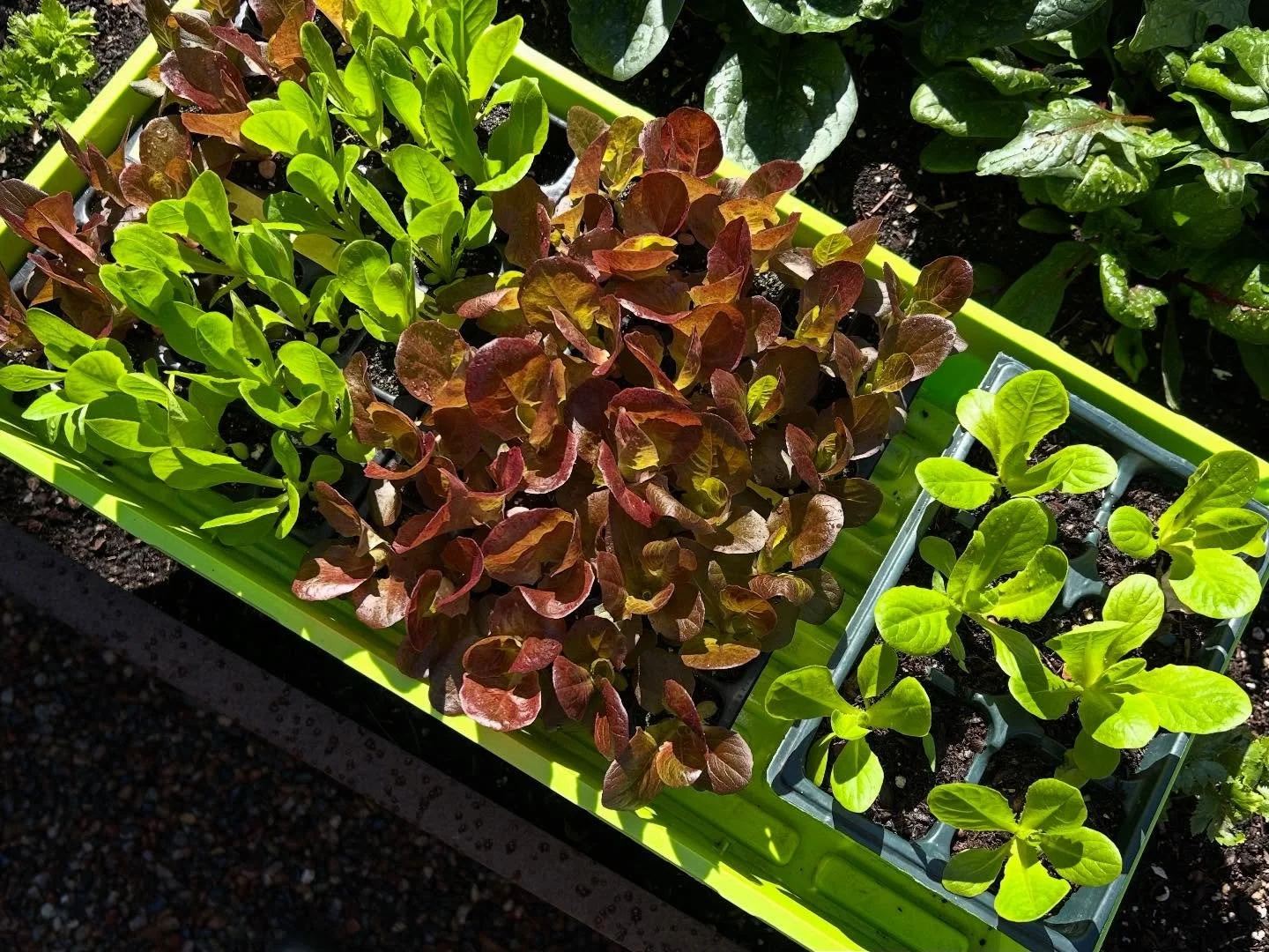 On the agenda for today&mdash;getting the last of these lettuce seedlings in the ground before the anticipated rains this week.