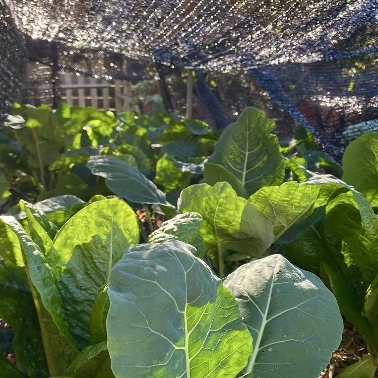 Shade Cloth, Santa Anas and SoCal