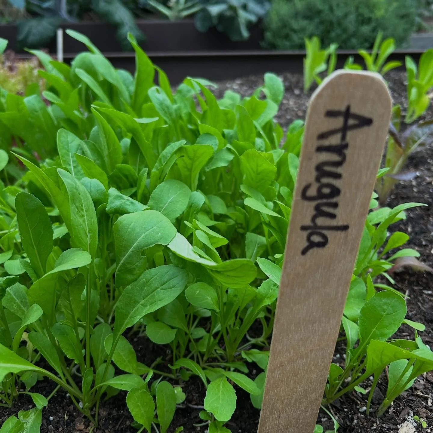 Arugula, a year round favorite in my garden. Ready to harvest in about 30 days. Easy to grow in 12&rdquo; container or in the ground. Current favorite &lsquo;Balboa&rsquo; from Territorial Seed Co. #arugula #territorialseedcompany
