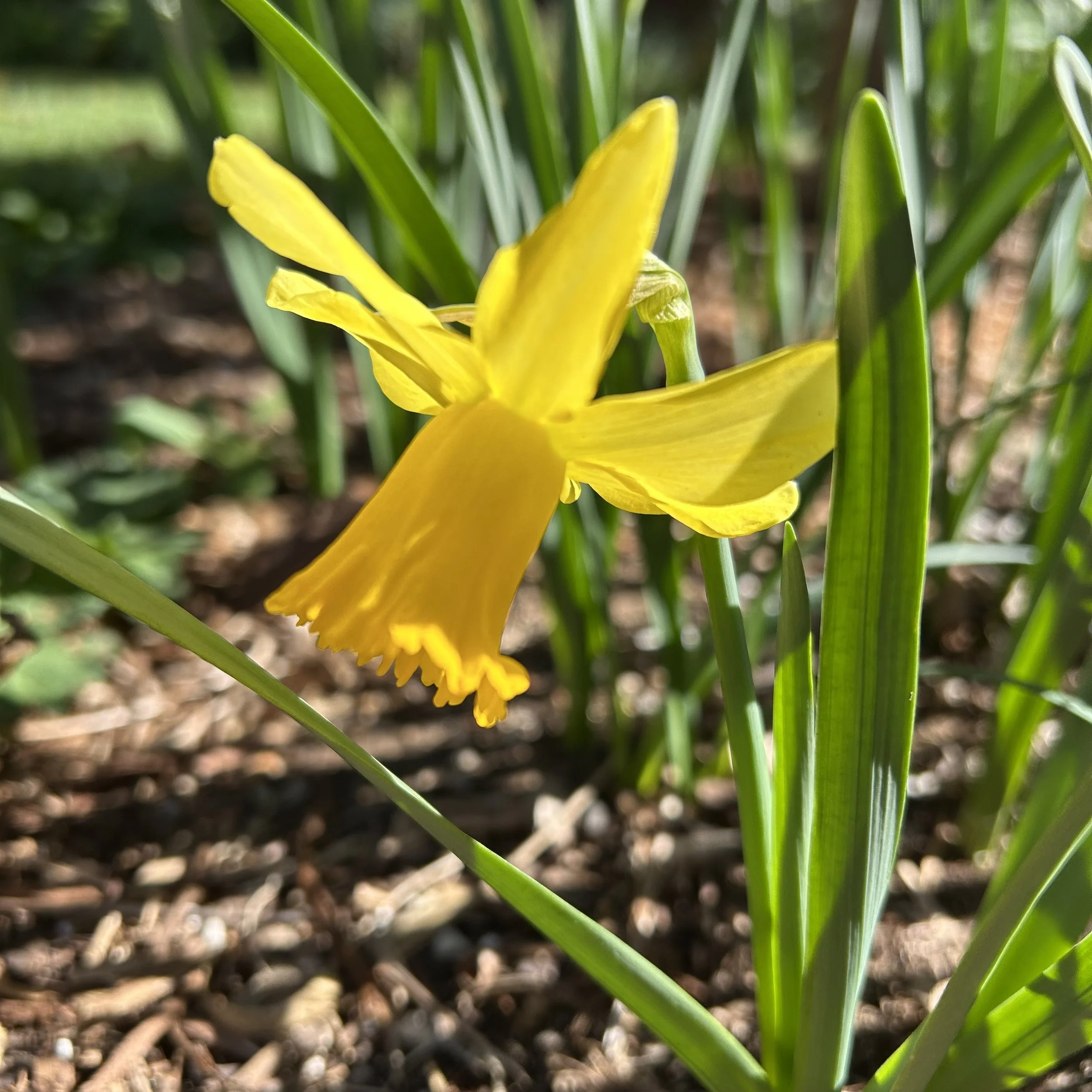 In My San Diego Garden and Kitchen