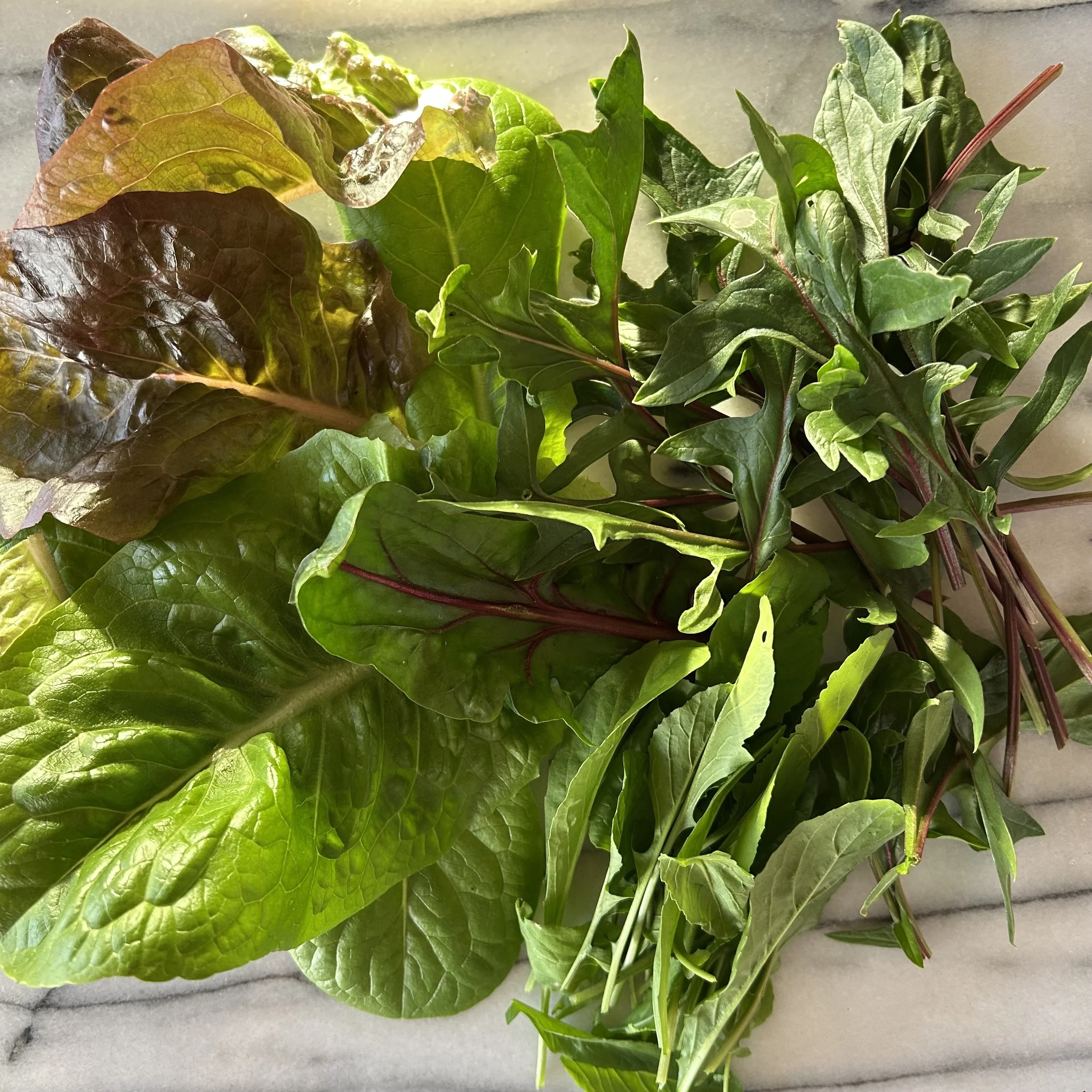 In My San Diego Garden and Kitchen