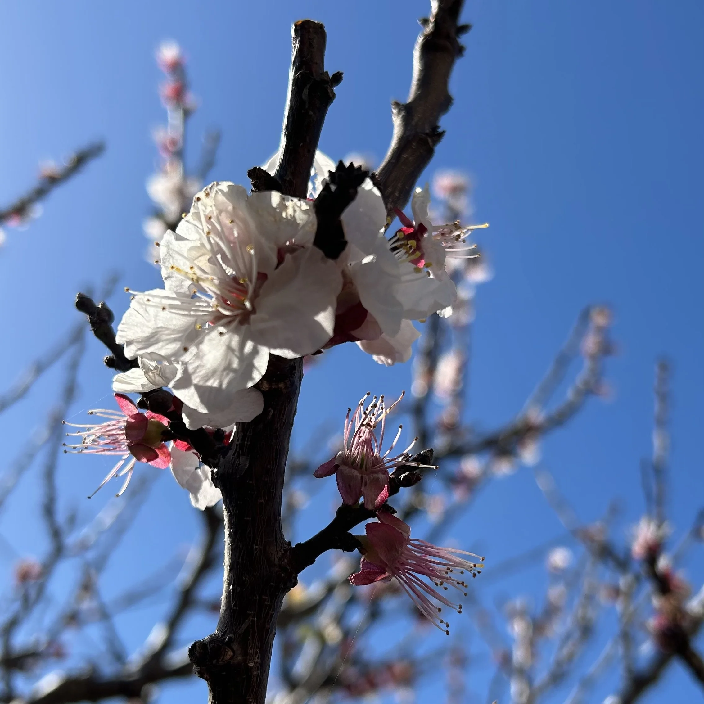 In My San Diego Garden and Kitchen