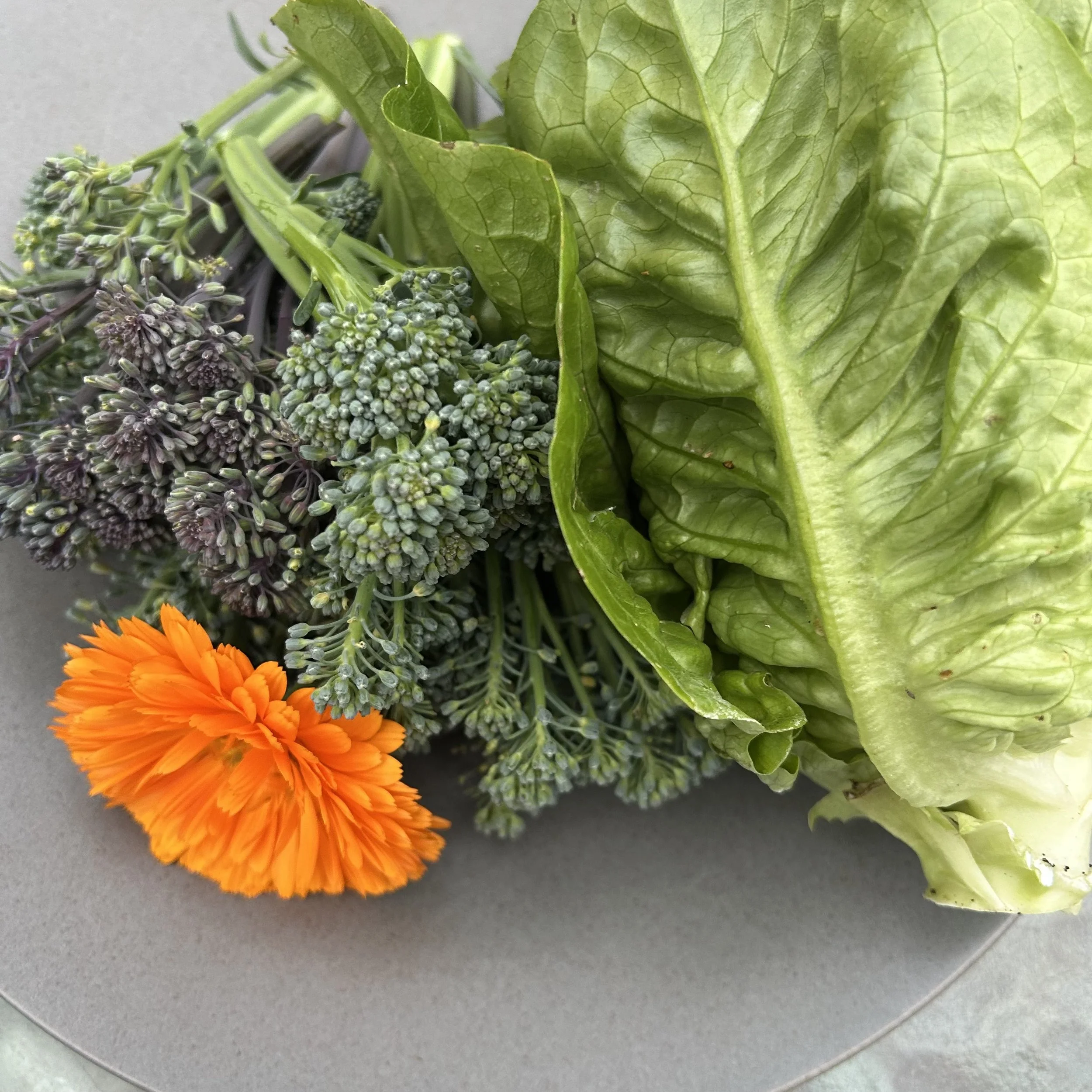 In My San Diego Garden and Kitchen